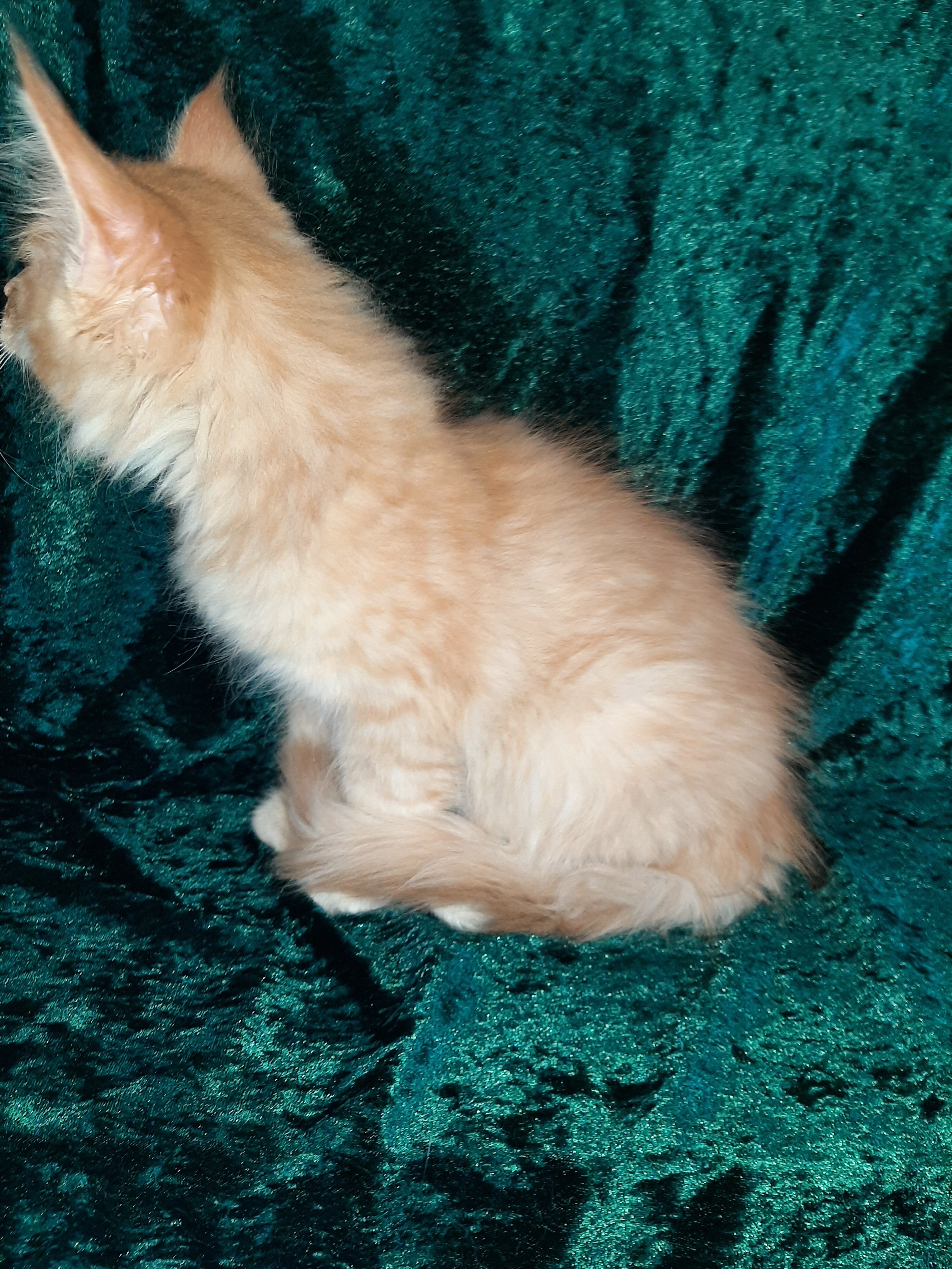 Maine Coon Ragdoll Mix Kittens image 4