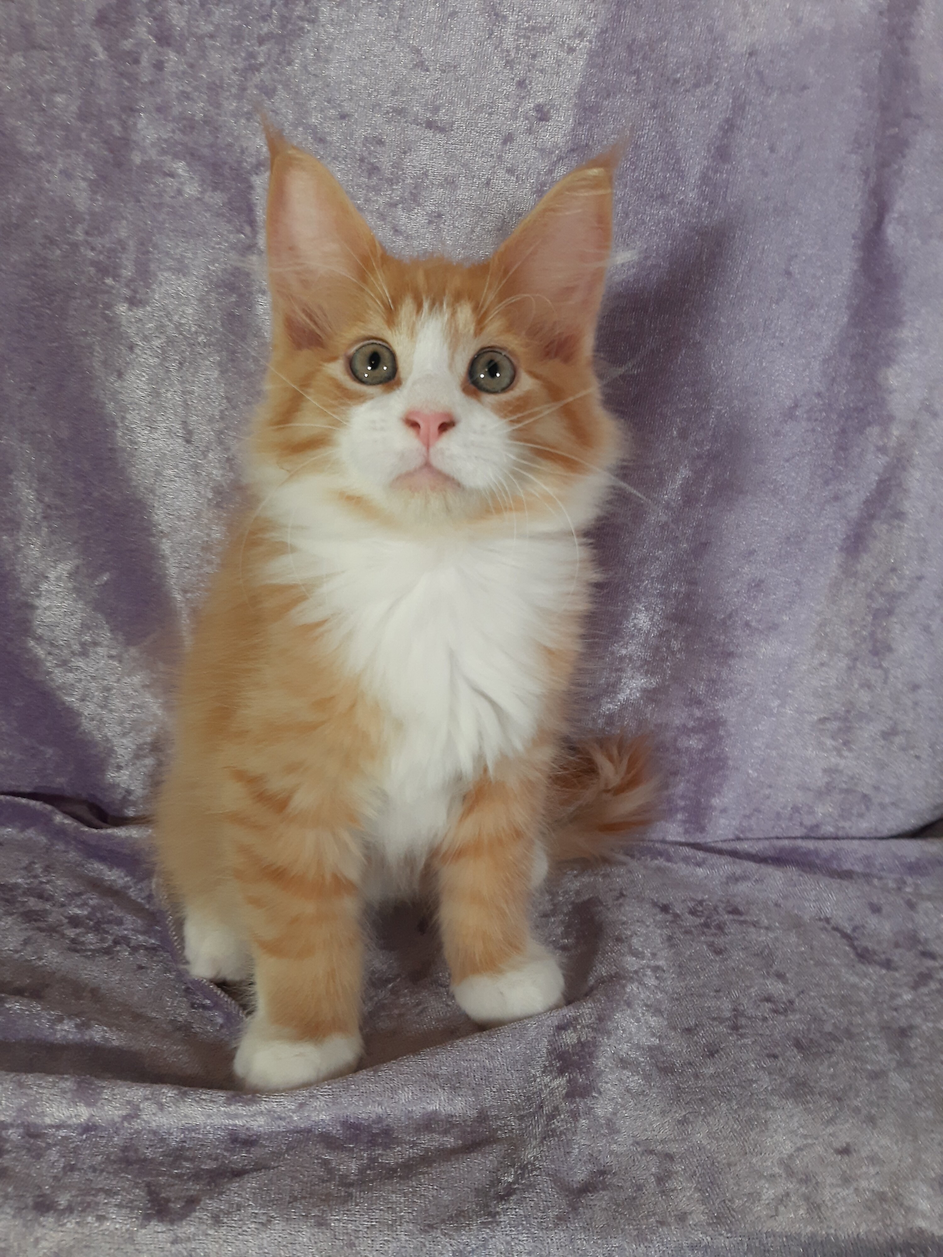 Maine Coon Ragdoll Mix Kittens image 6