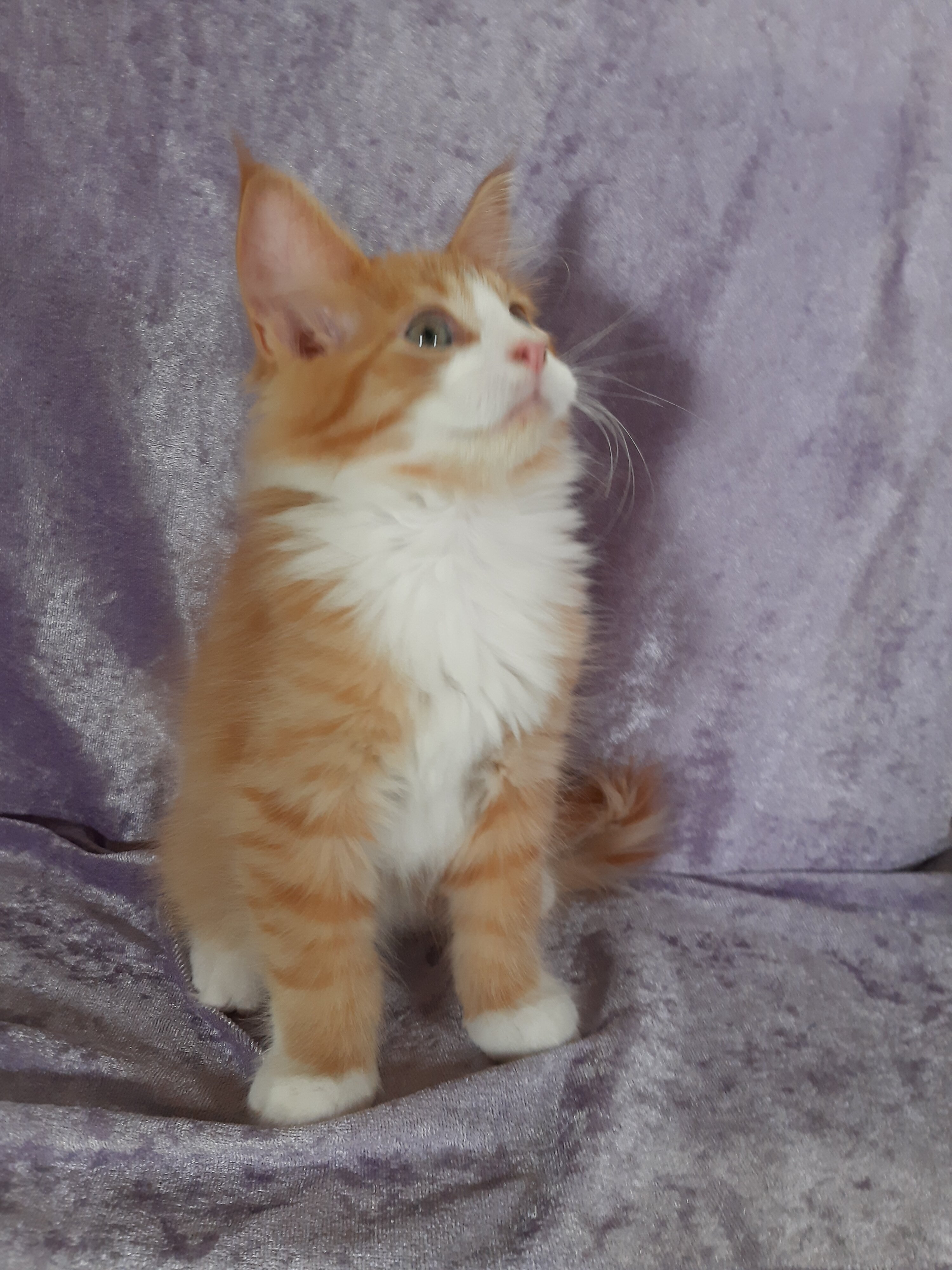 Maine Coon Ragdoll Mix Kittens image 8