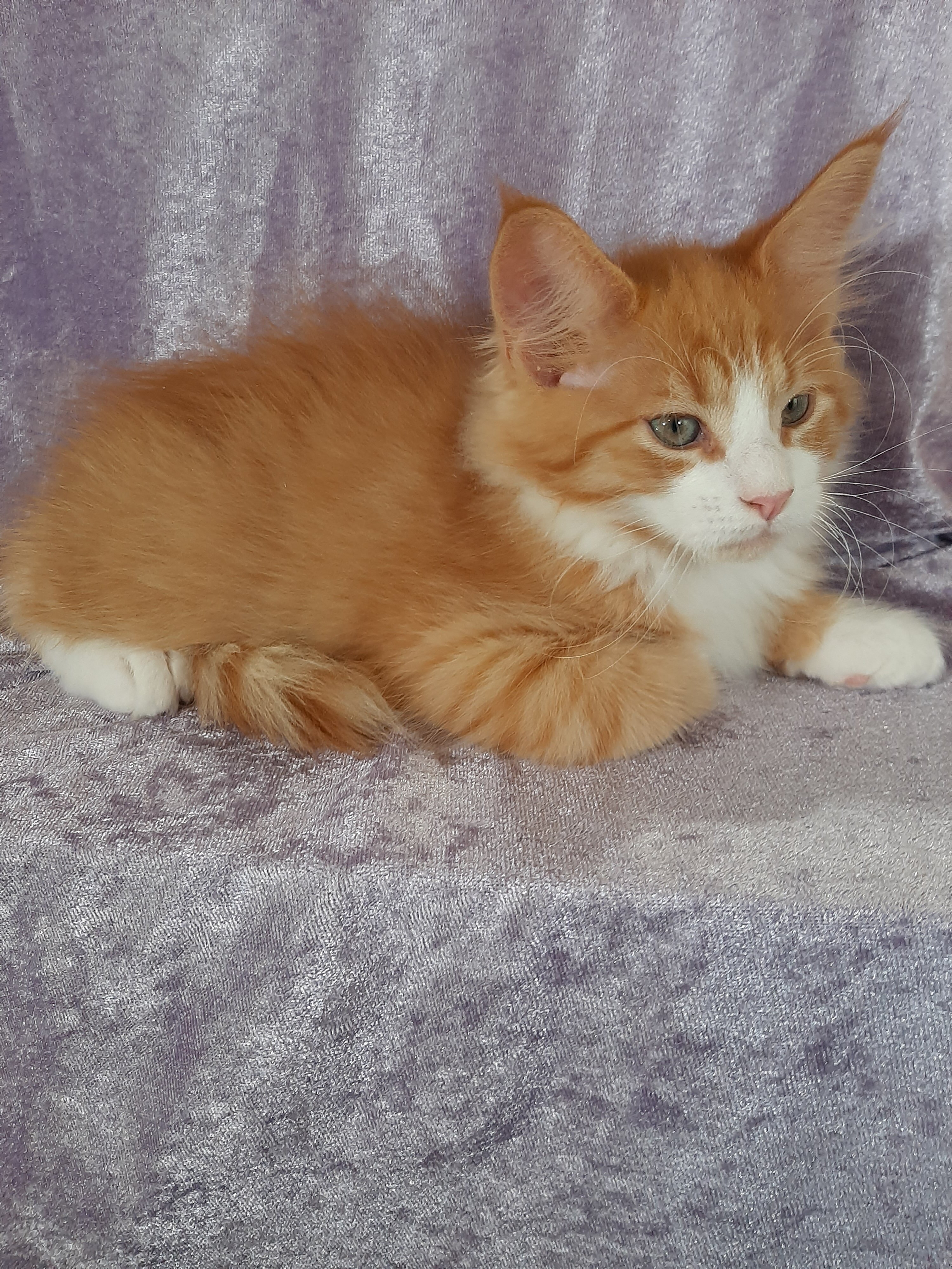 Maine Coon Ragdoll Mix Kittens image 7