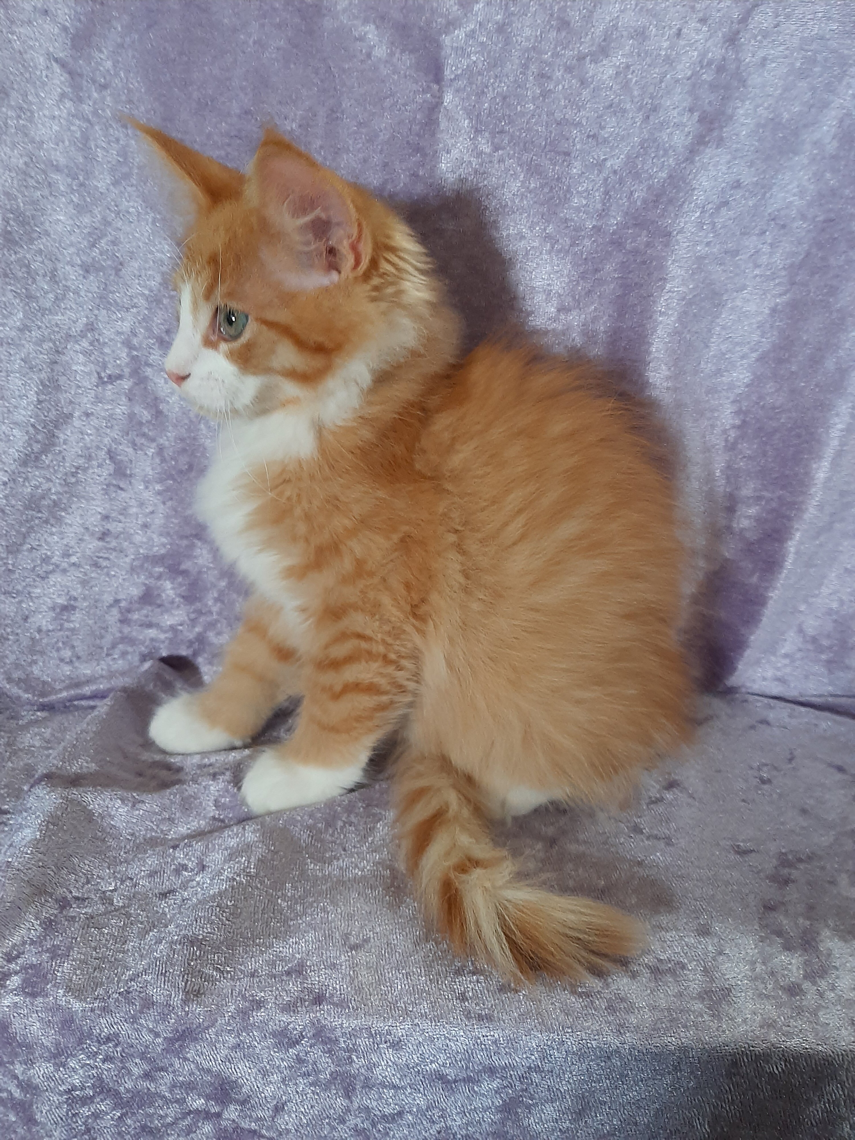 Maine Coon Ragdoll Mix Kittens image 9