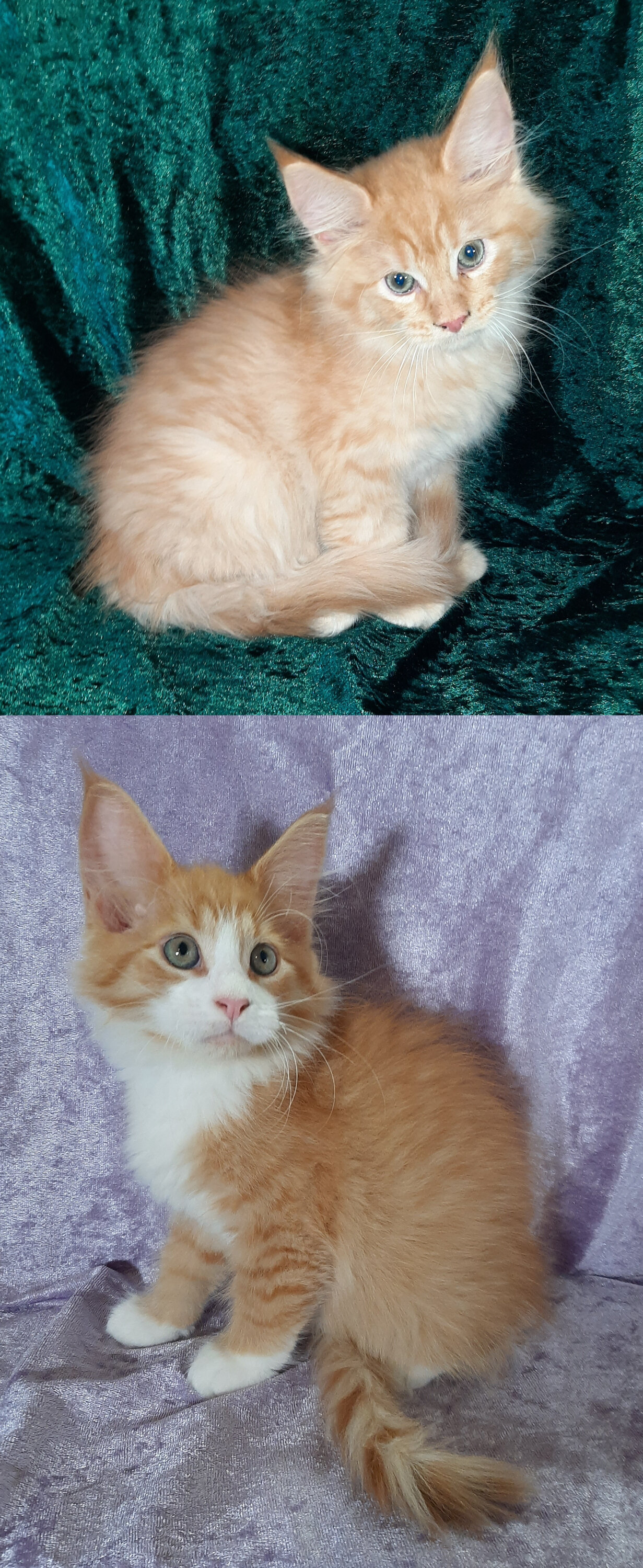 Maine Coon Ragdoll Mix Kittens image 1