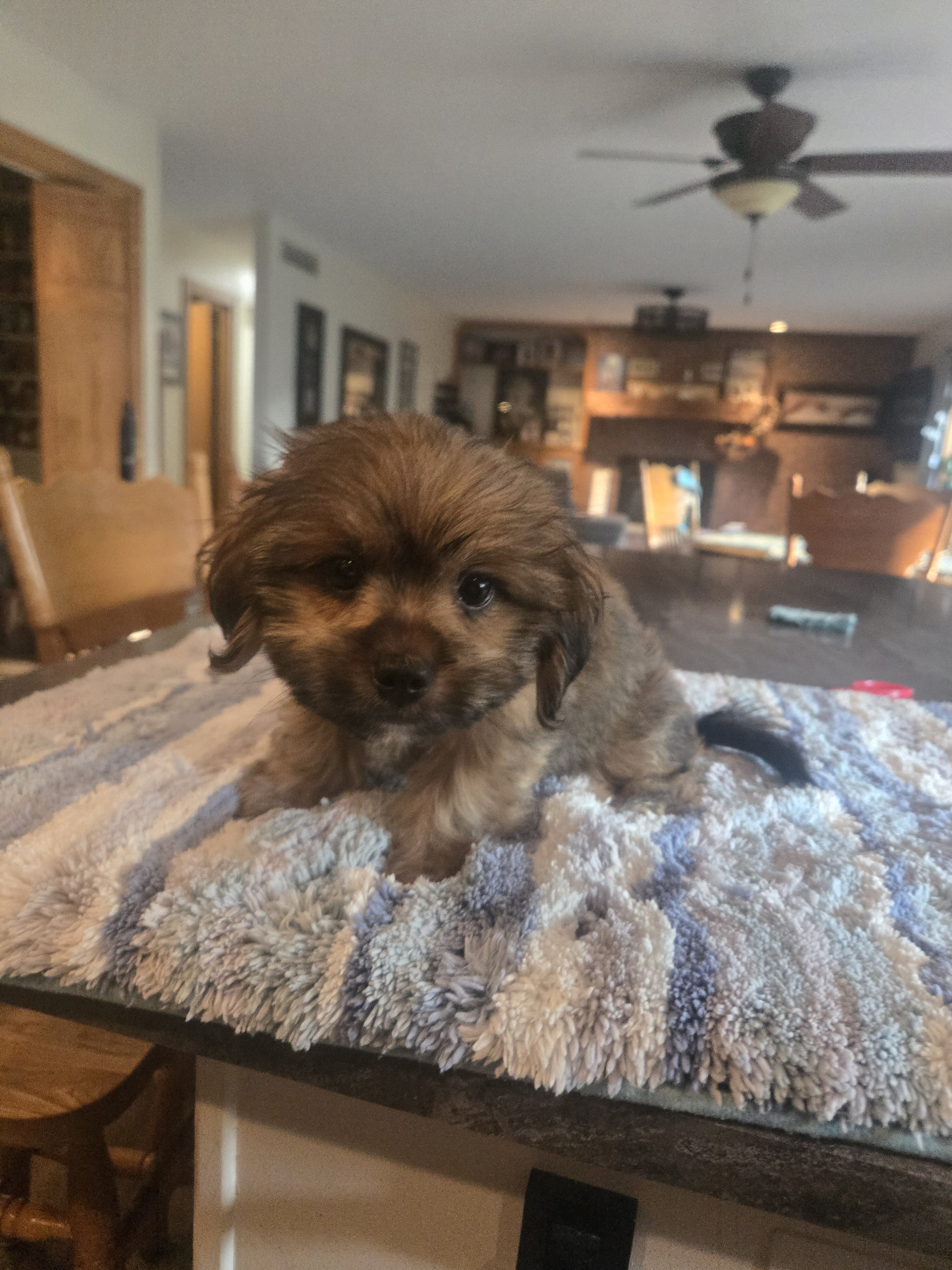 Shorkie image 1
