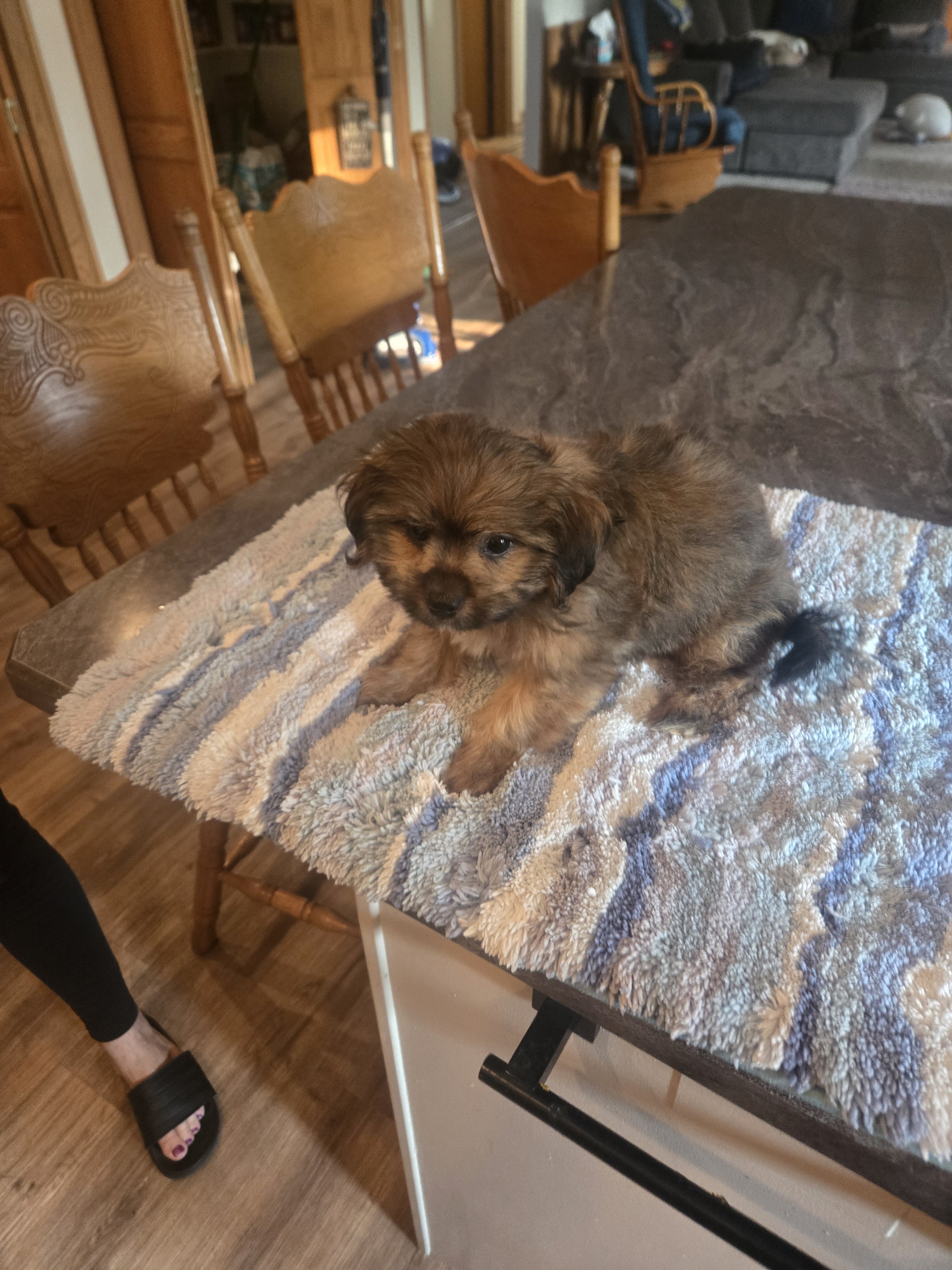 Shorkie image 2
