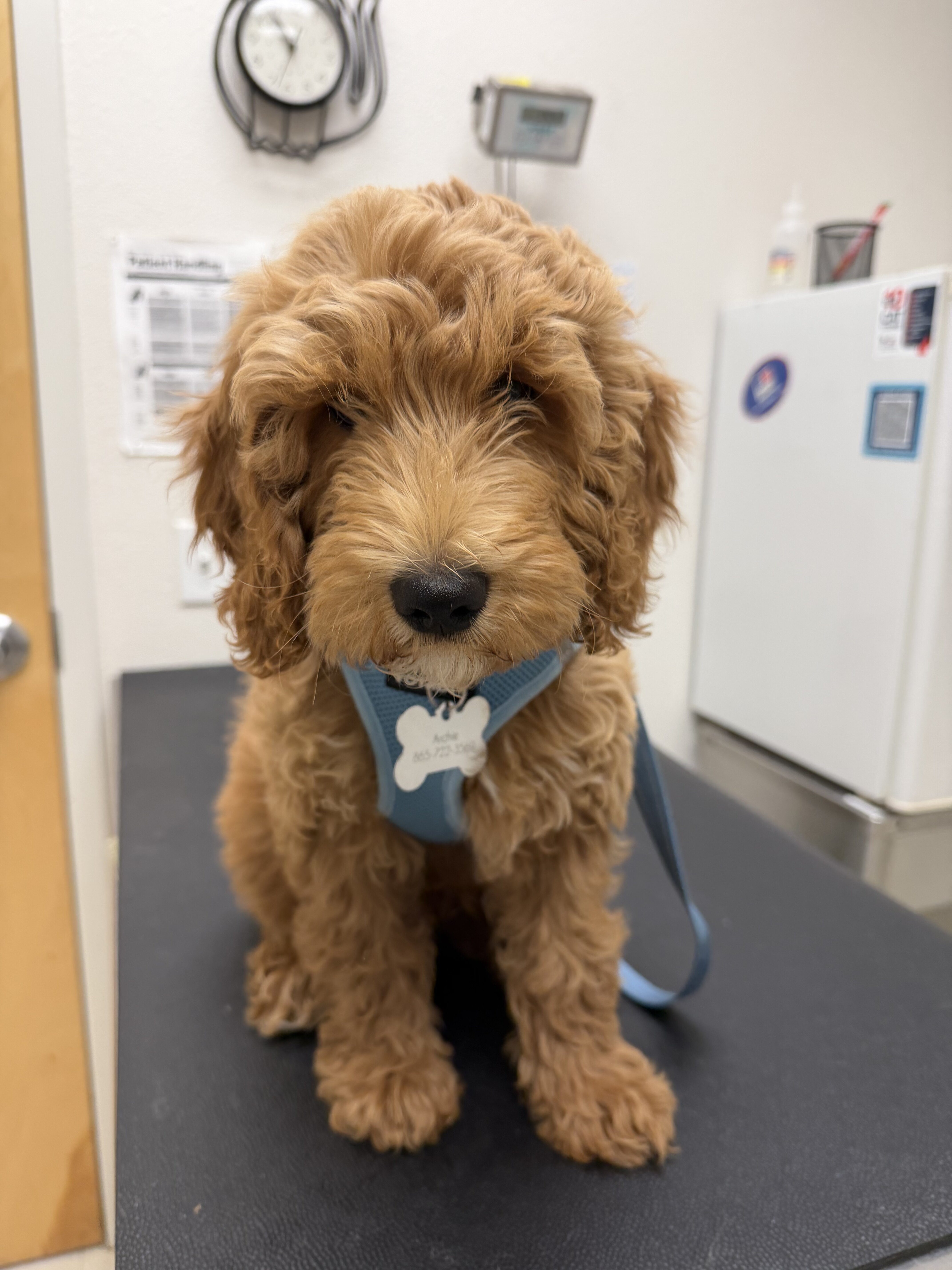 Goldendoodle image 1