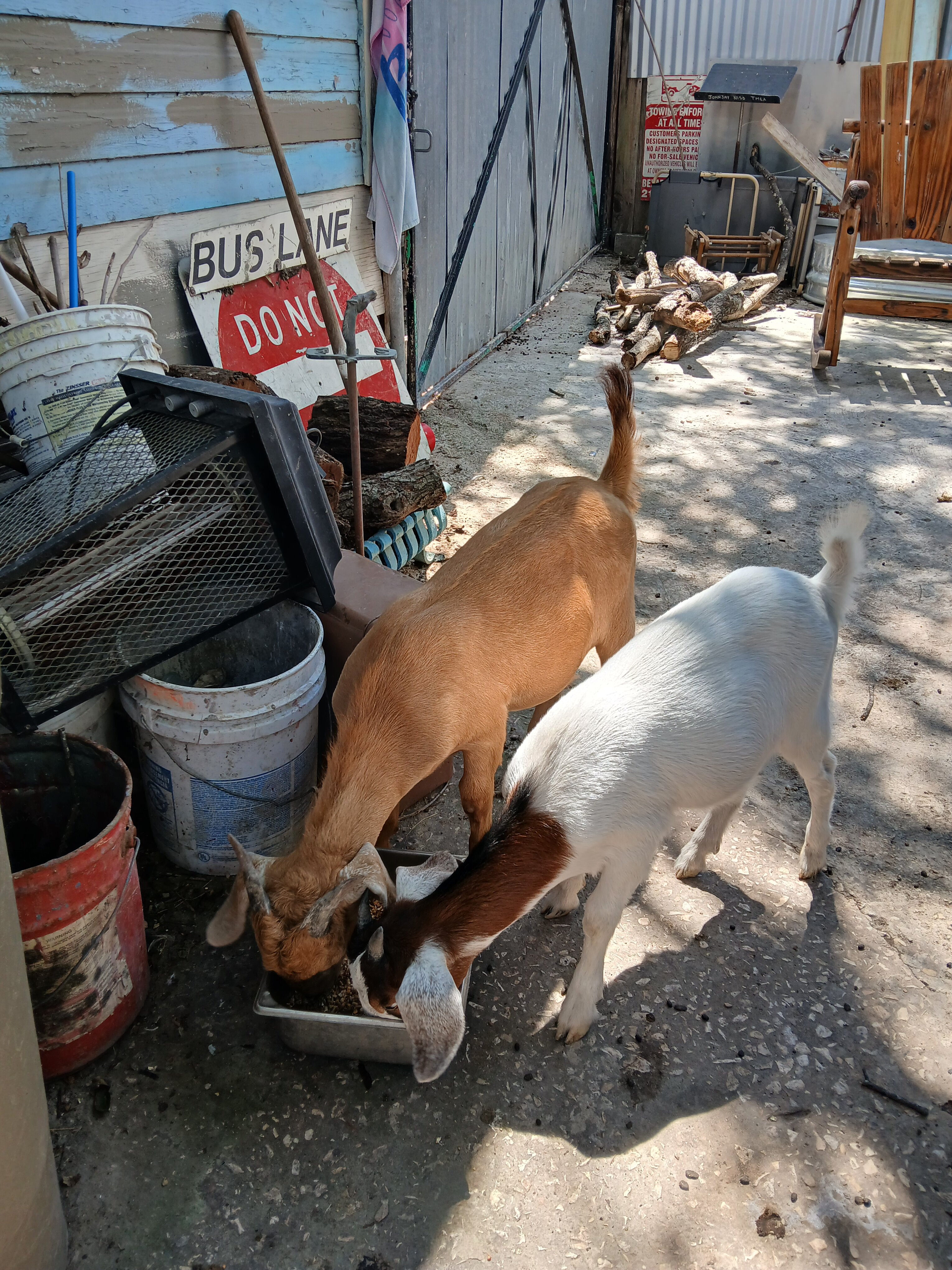 One goat image 1