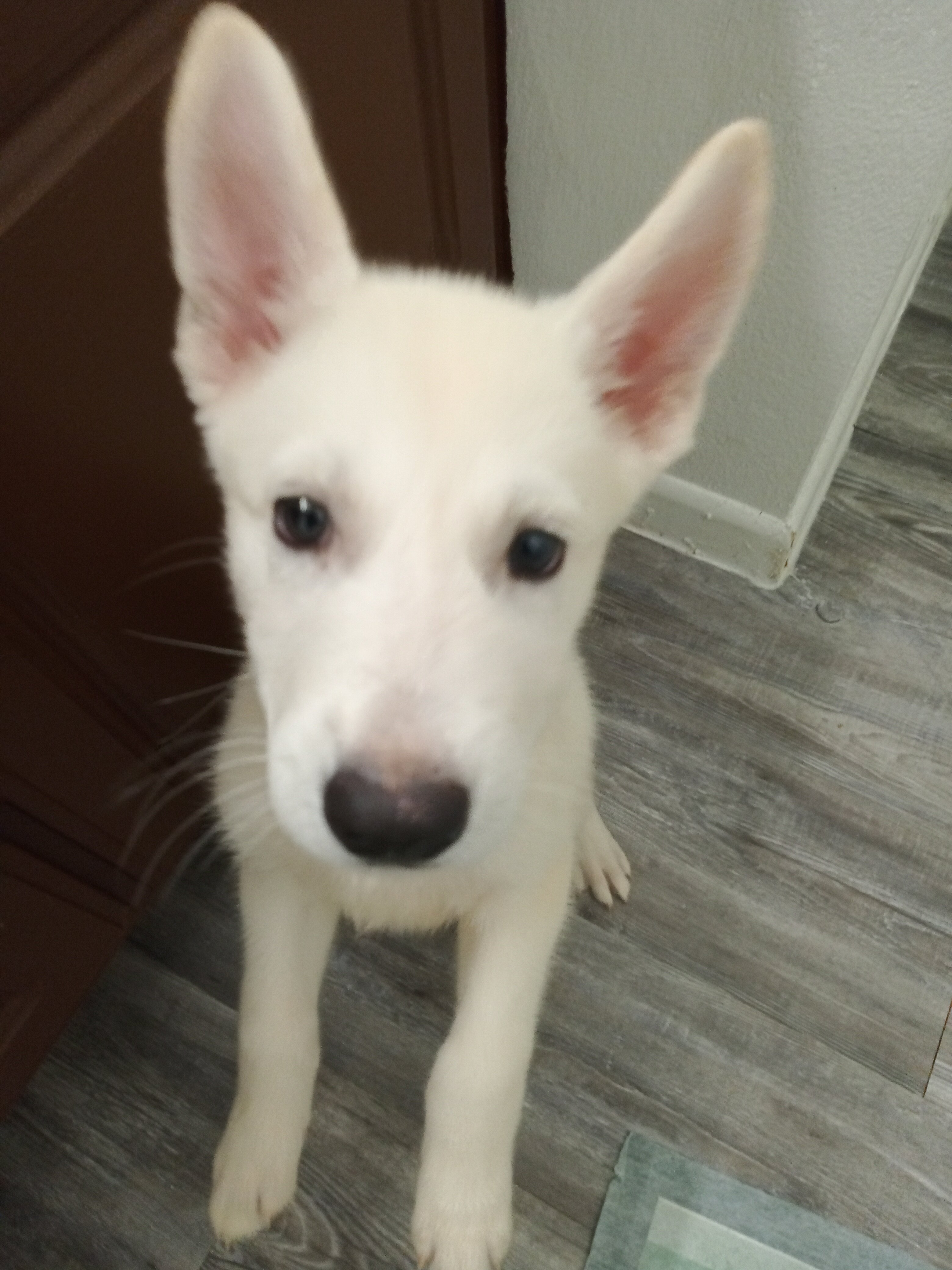 husky mix image 1