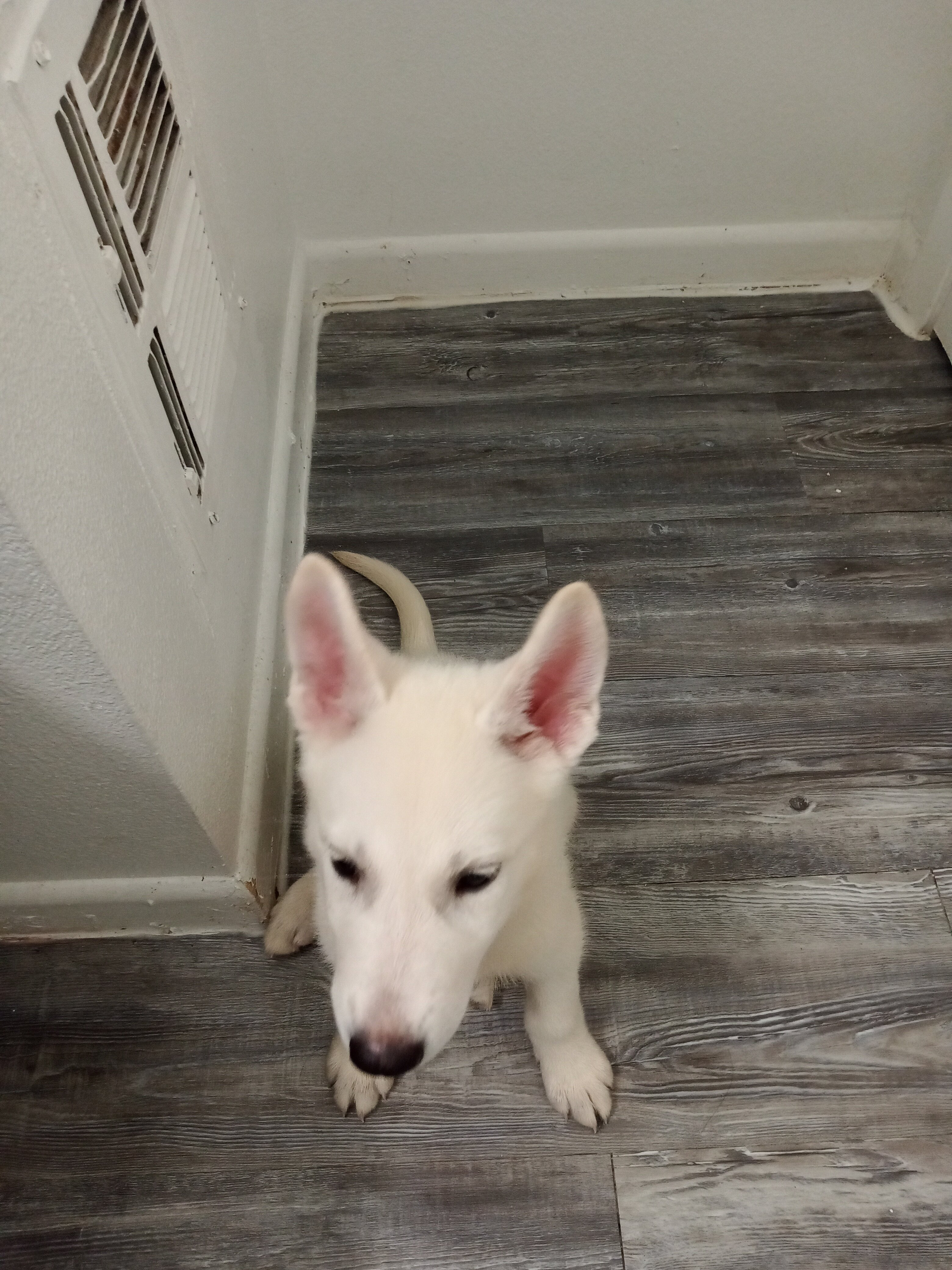 husky mix image 2