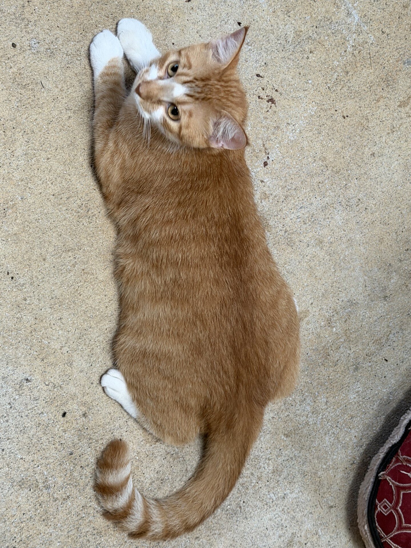 Meatball image 2