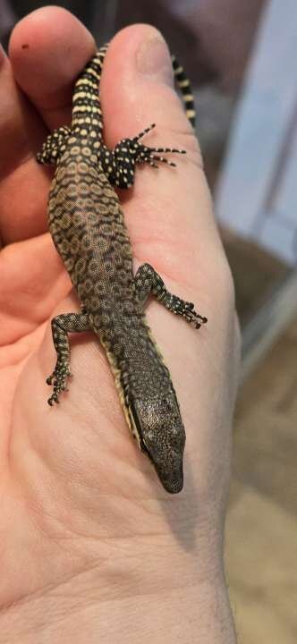 Kimberley rock monitor 0.0.1 image 1