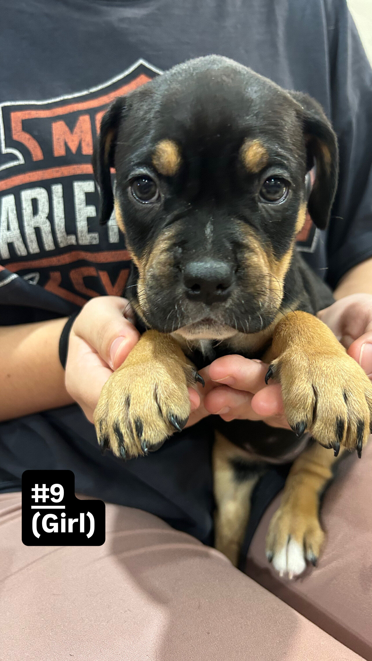 Cane corso/ American bully mix image 7