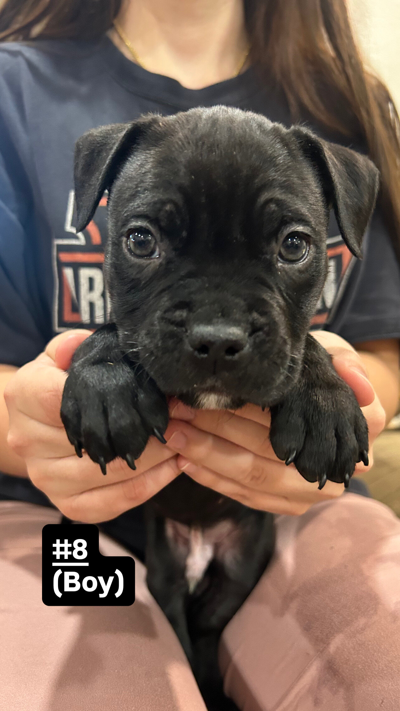 Cane corso/ American bully mix image 6