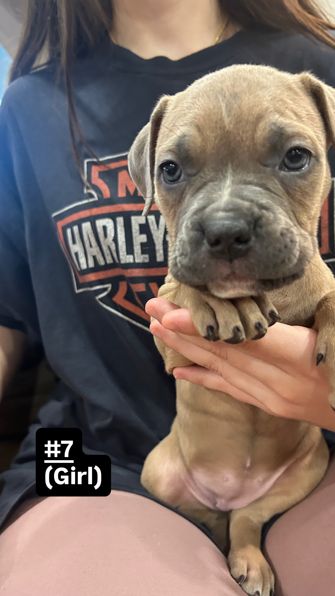 Cane corso/ American bully mix image 5