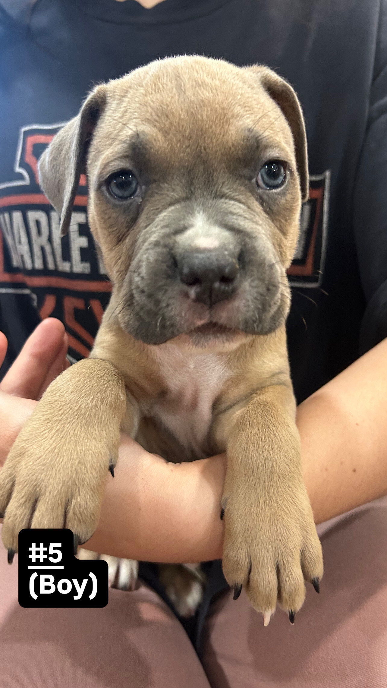 Cane corso/ American bully mix image 4