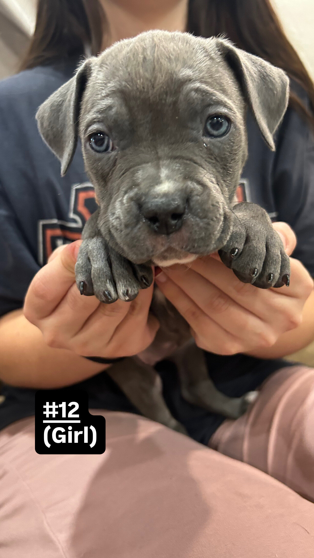 Cane corso/ American bully mix image 10