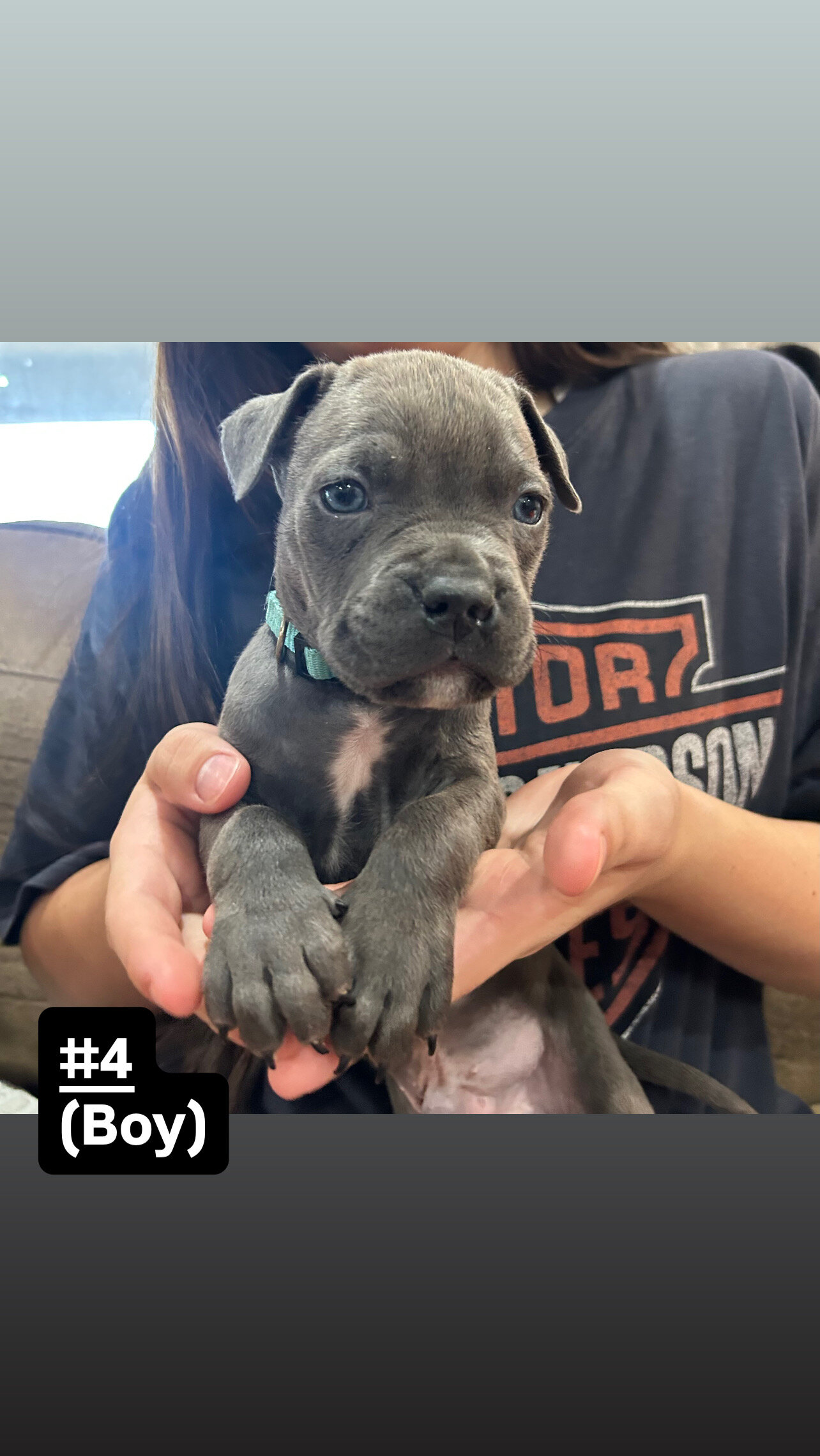 Cane corso/ American bully mix image 3