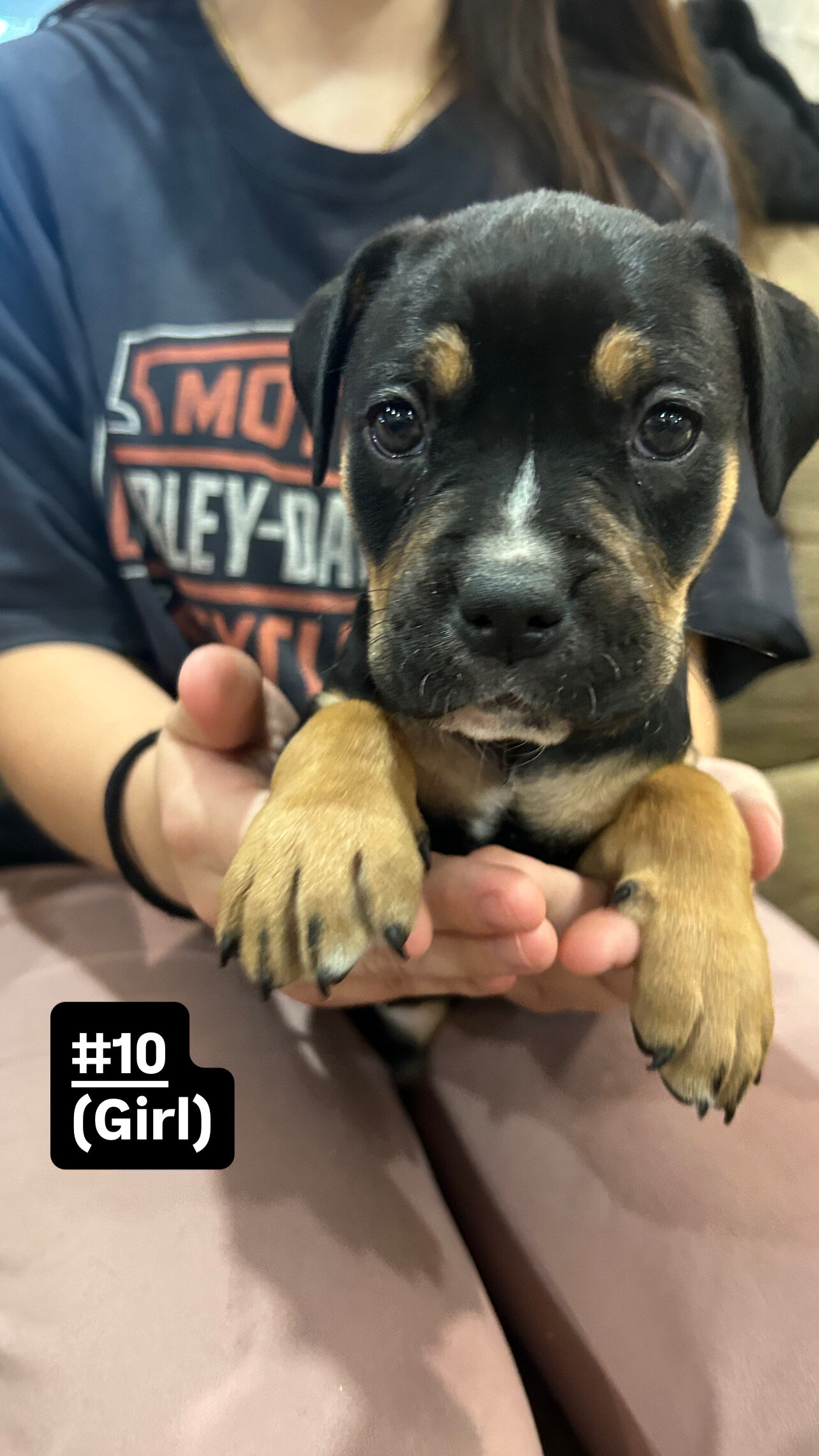 Cane corso/ American bully mix image 8