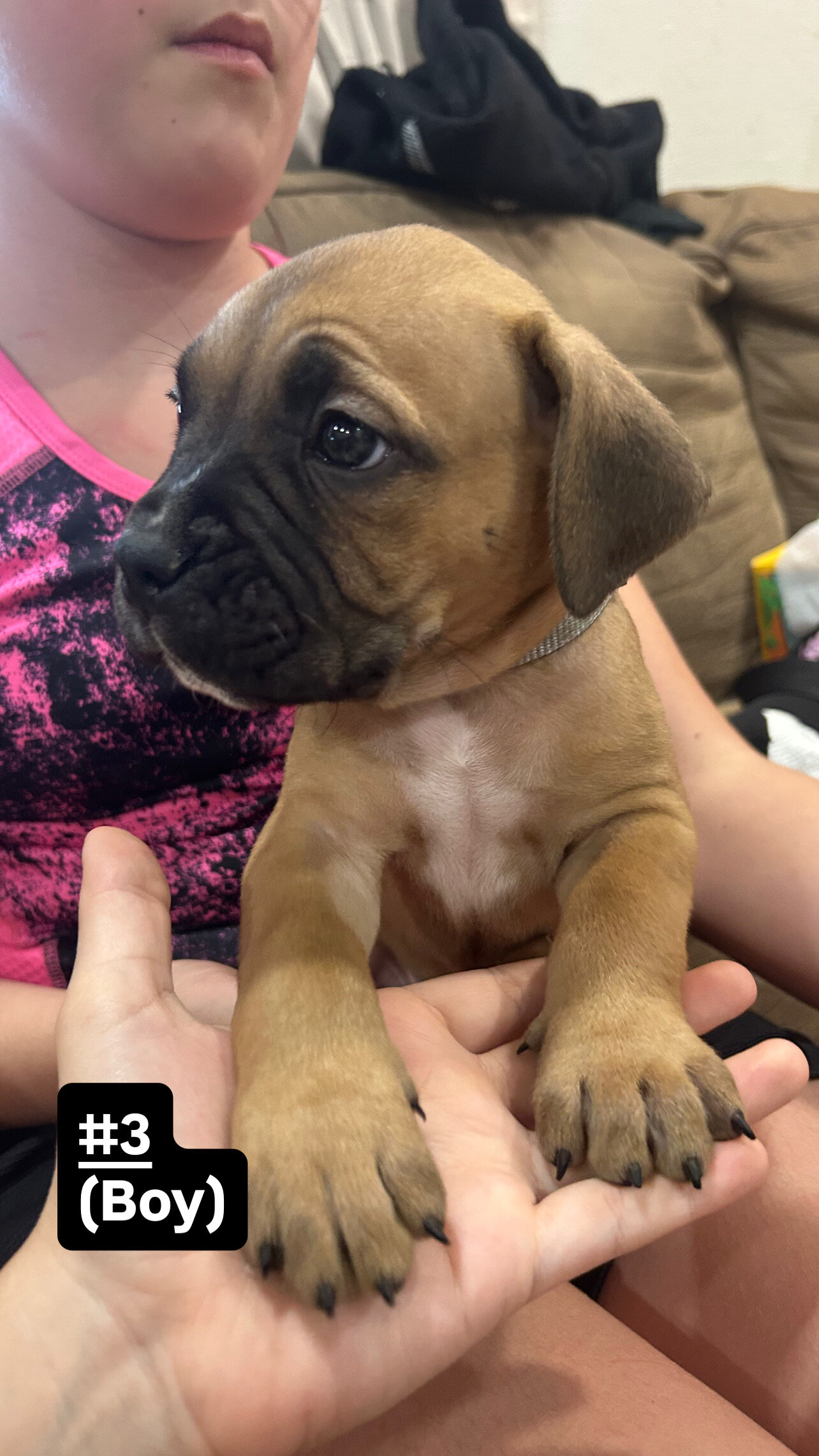 Cane corso/ American bully mix image 2