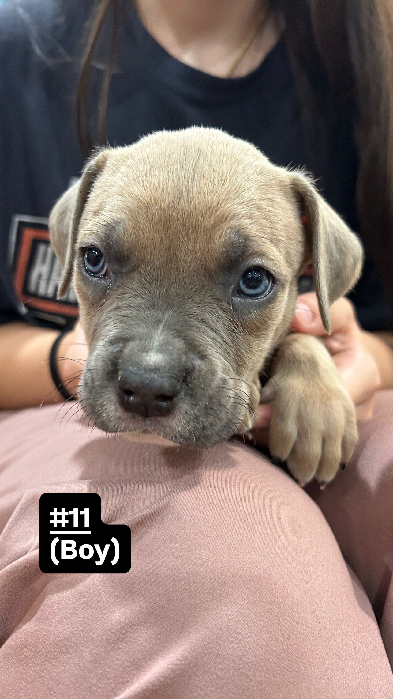 Cane corso/ American bully mix image 9