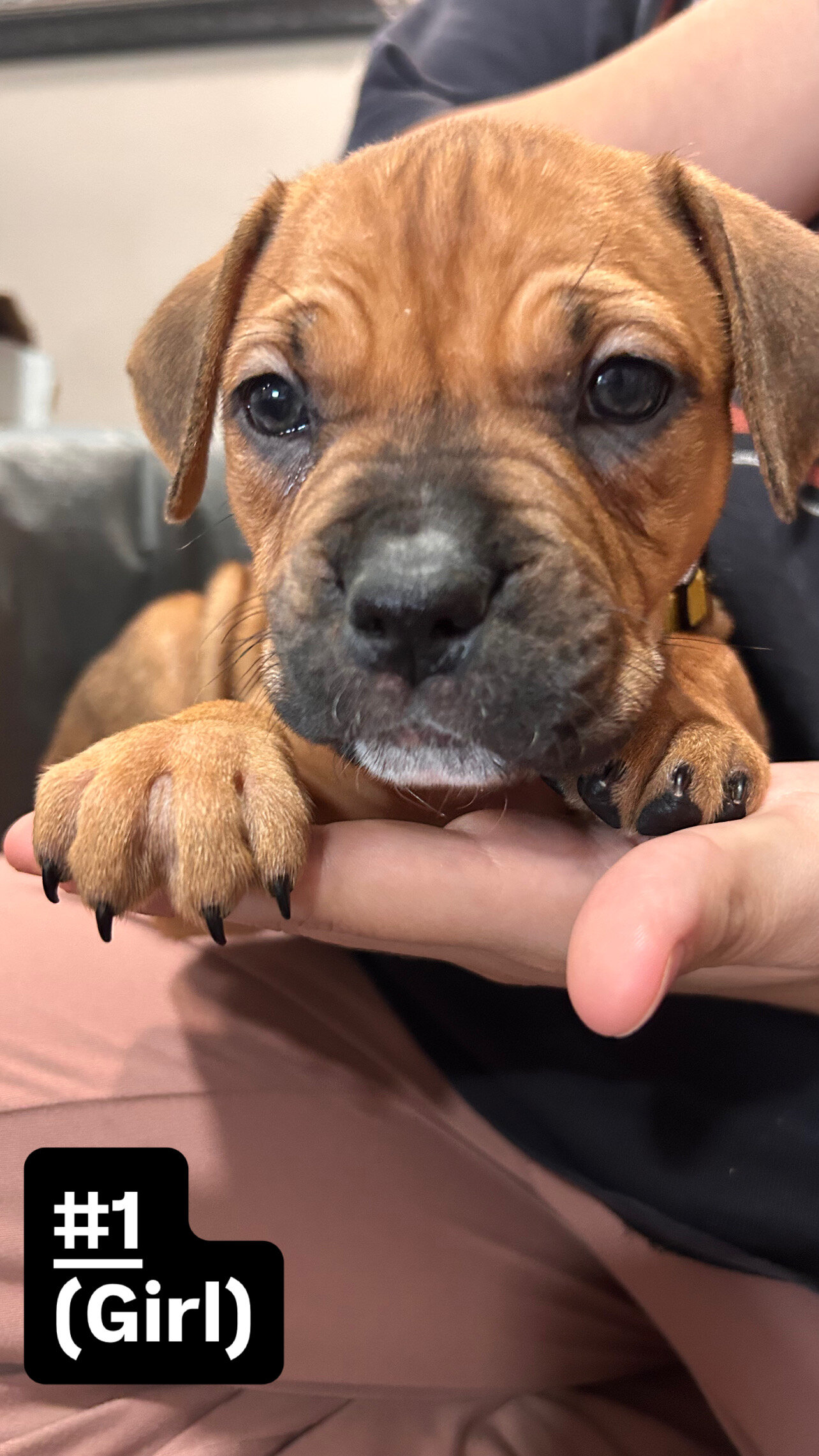 Cane corso/ American bully mix image 1