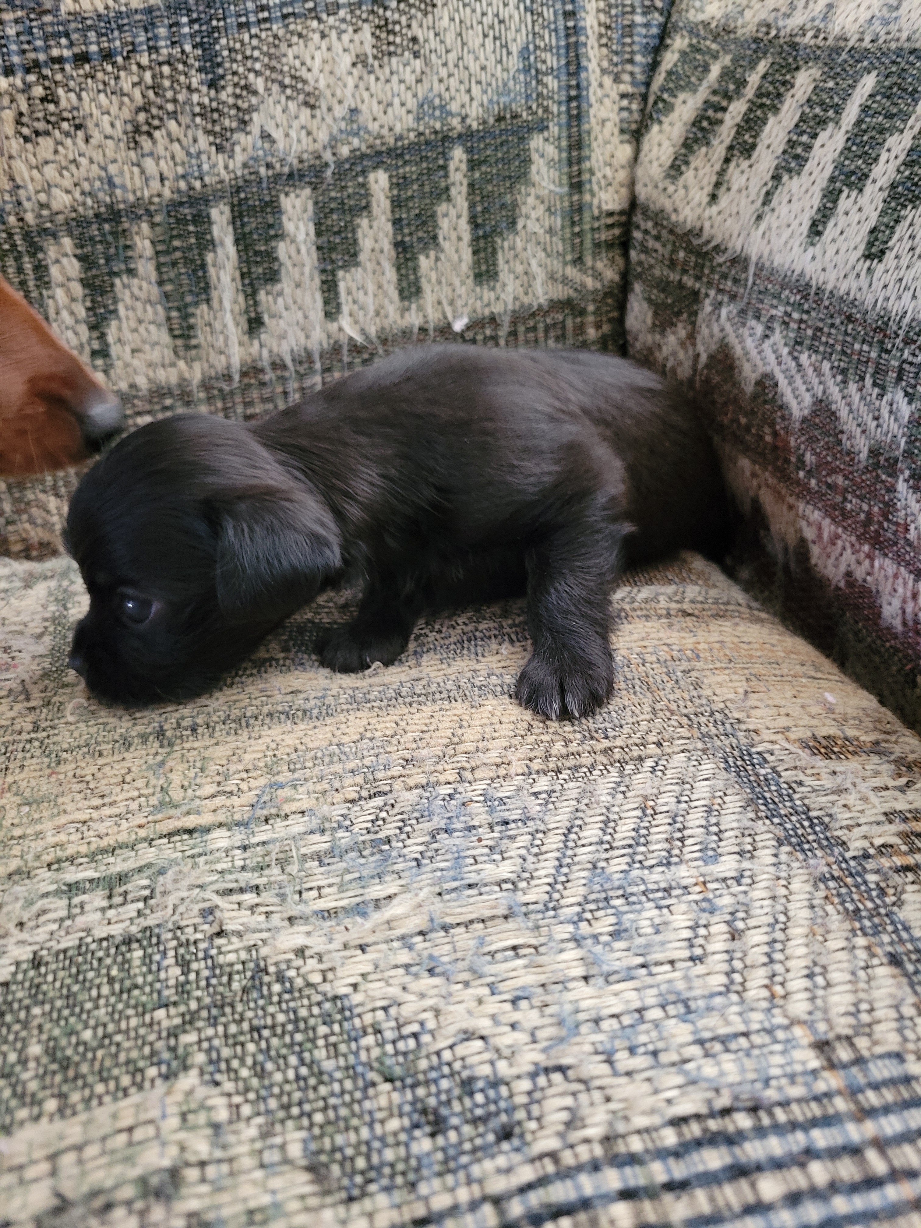 Shihtzu mix puppies image 1
