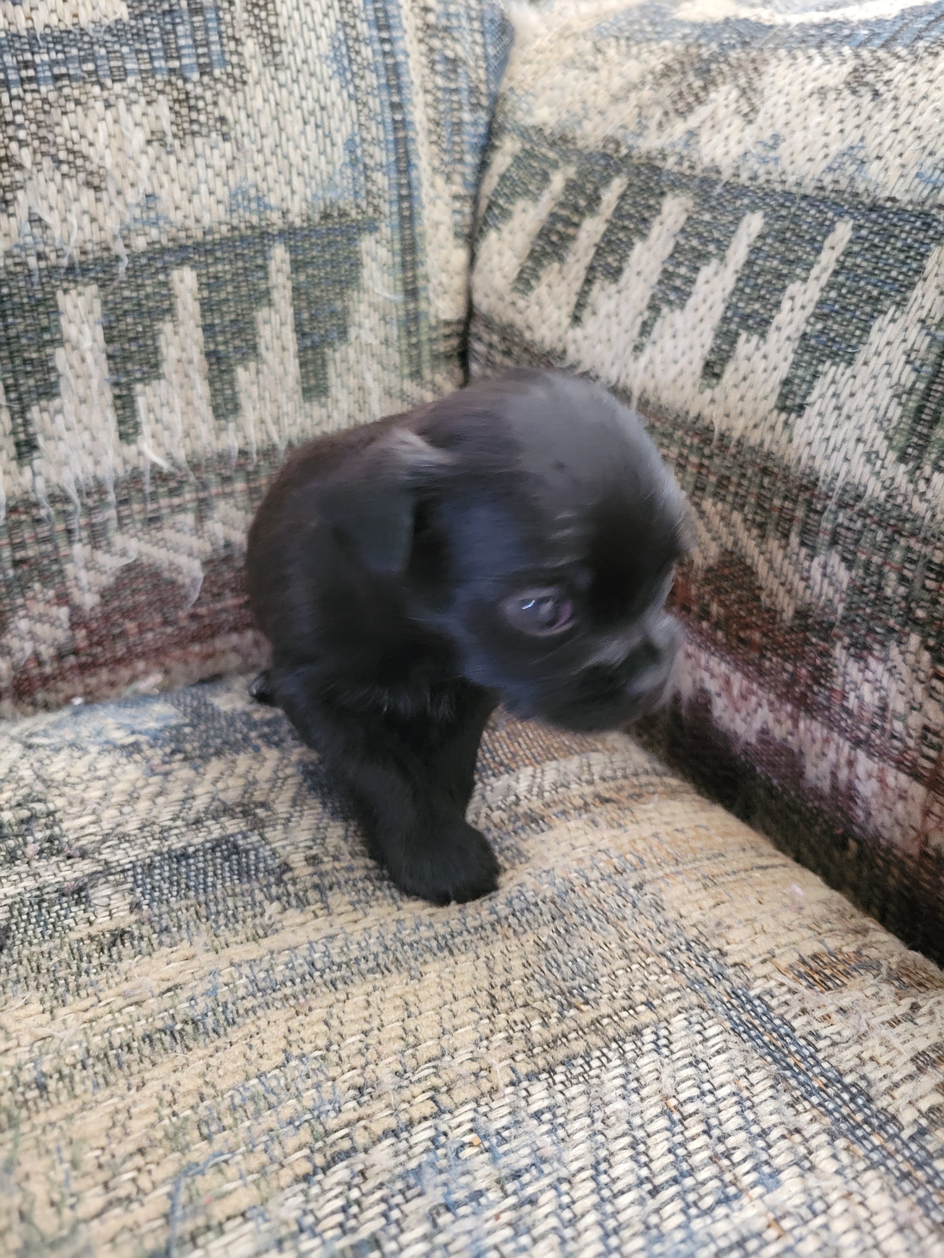 Shihtzu mix puppies image 2