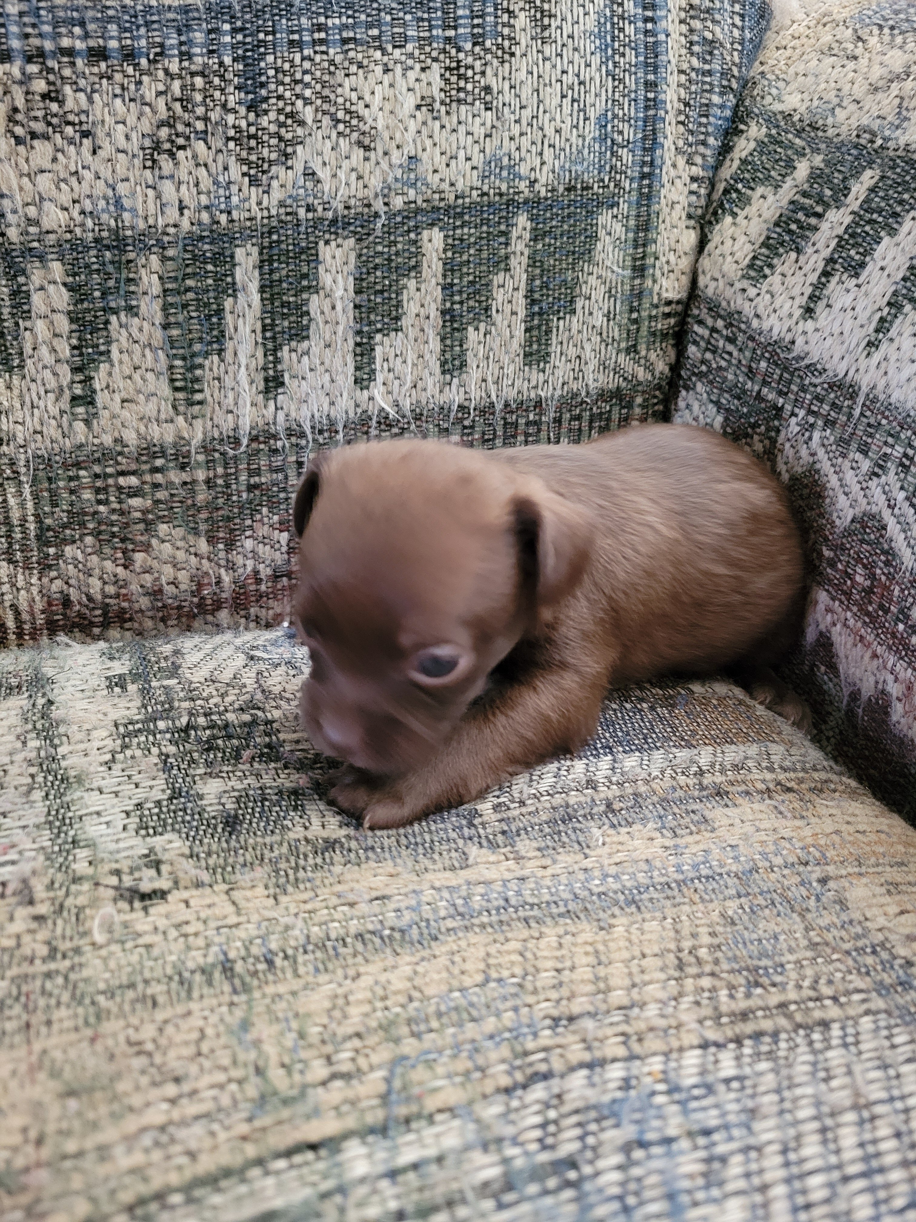 Shihtzu mix puppies image 4