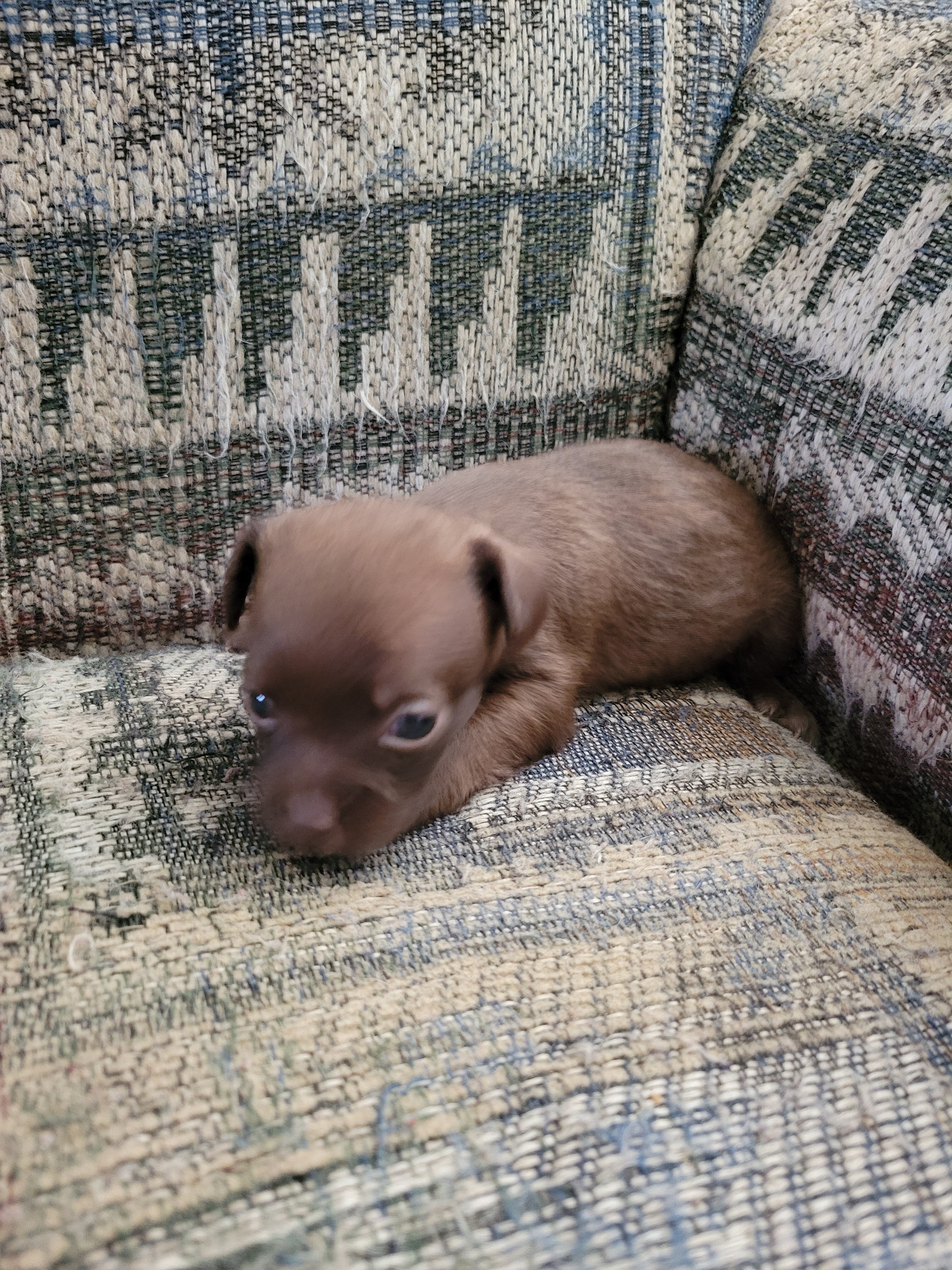 Shihtzu mix puppies image 3