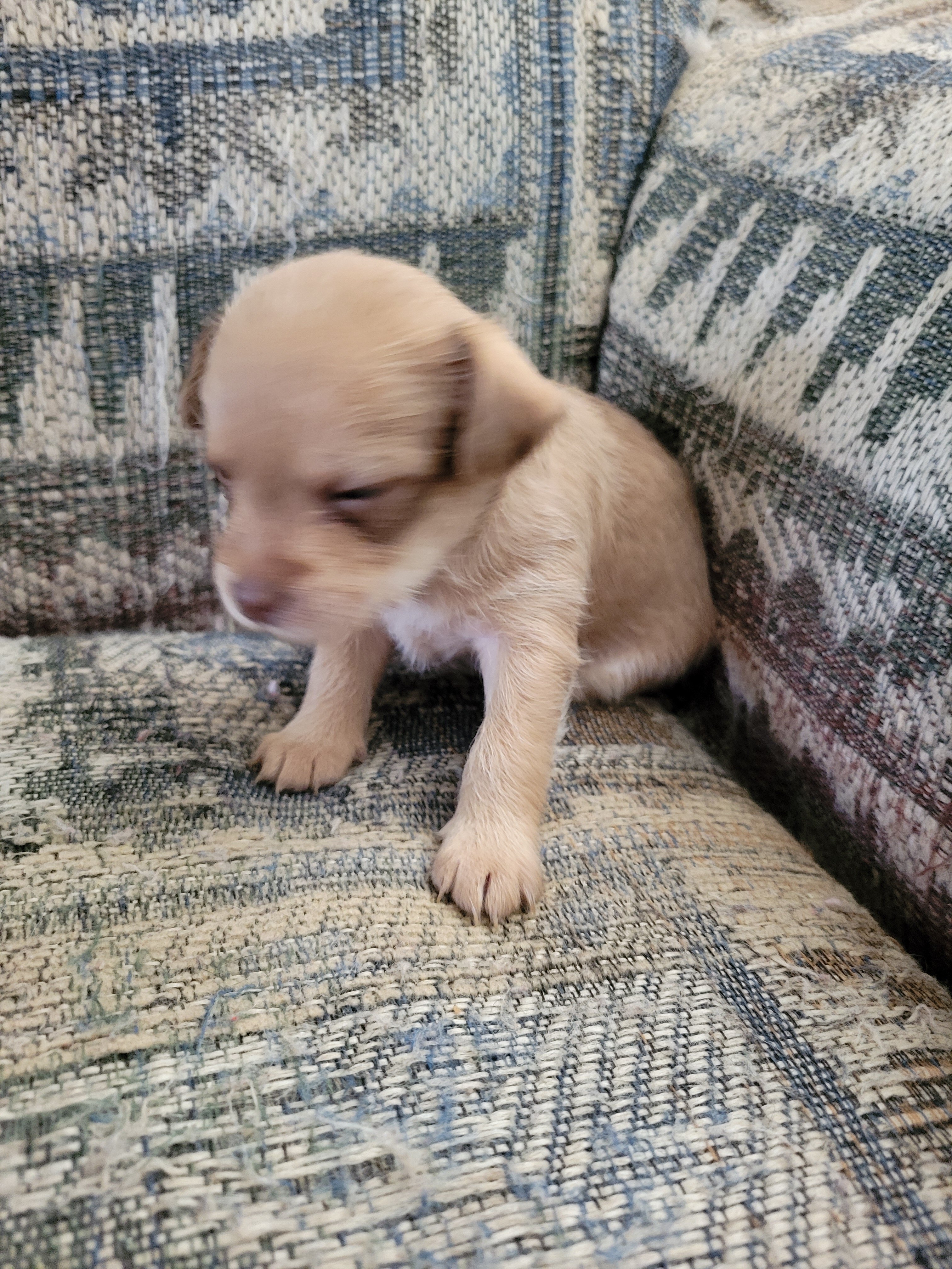Shihtzu mix puppies image 5