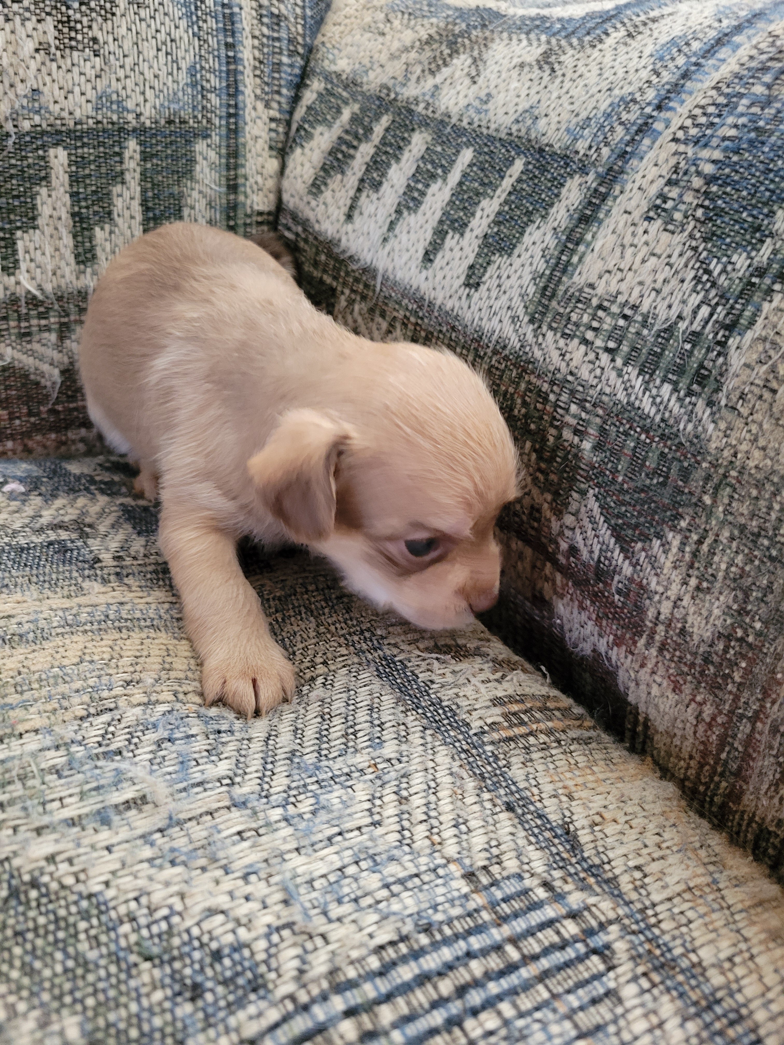 Shihtzu mix puppies image 6