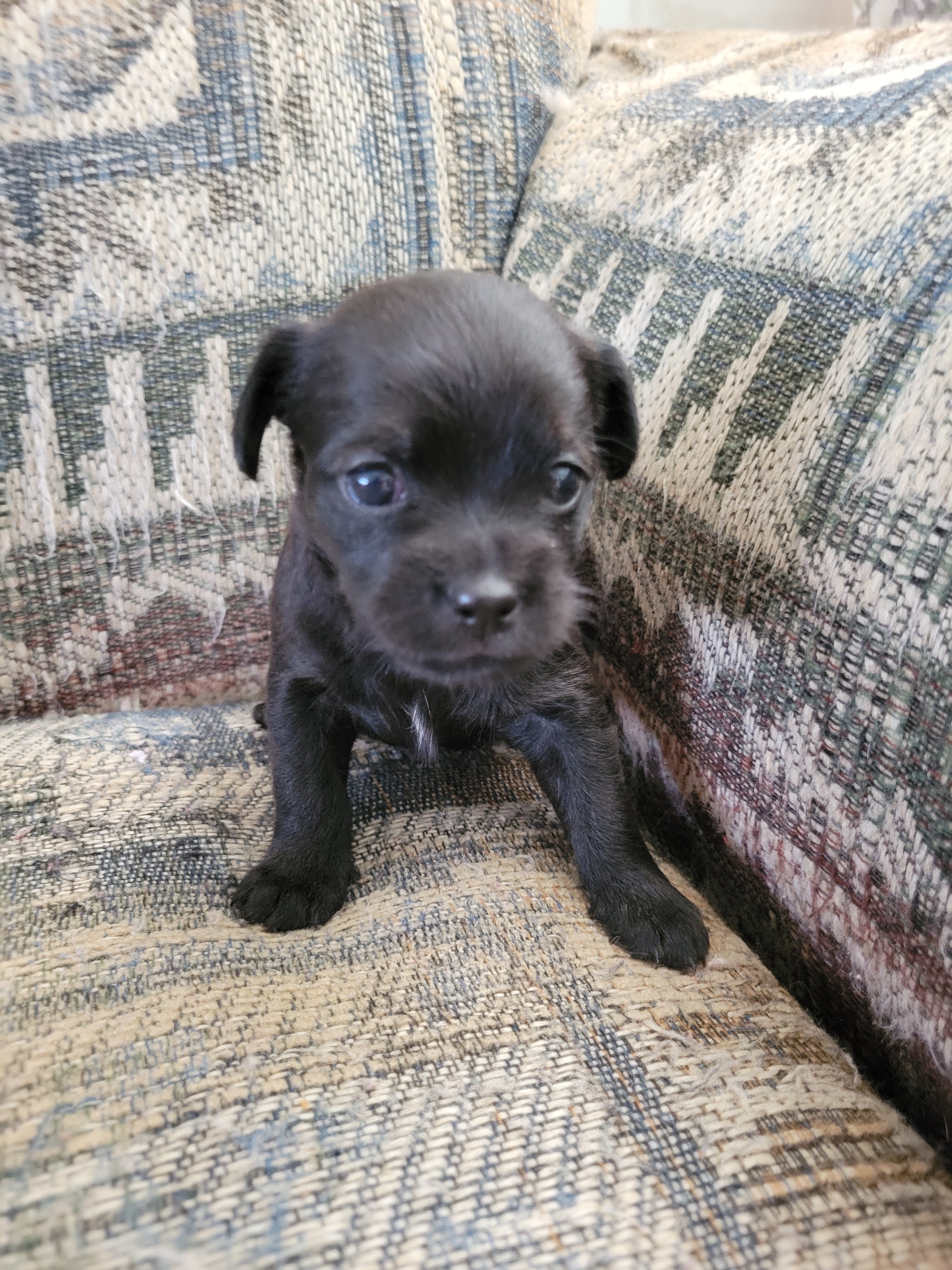 Shihtzu mix puppies image 7