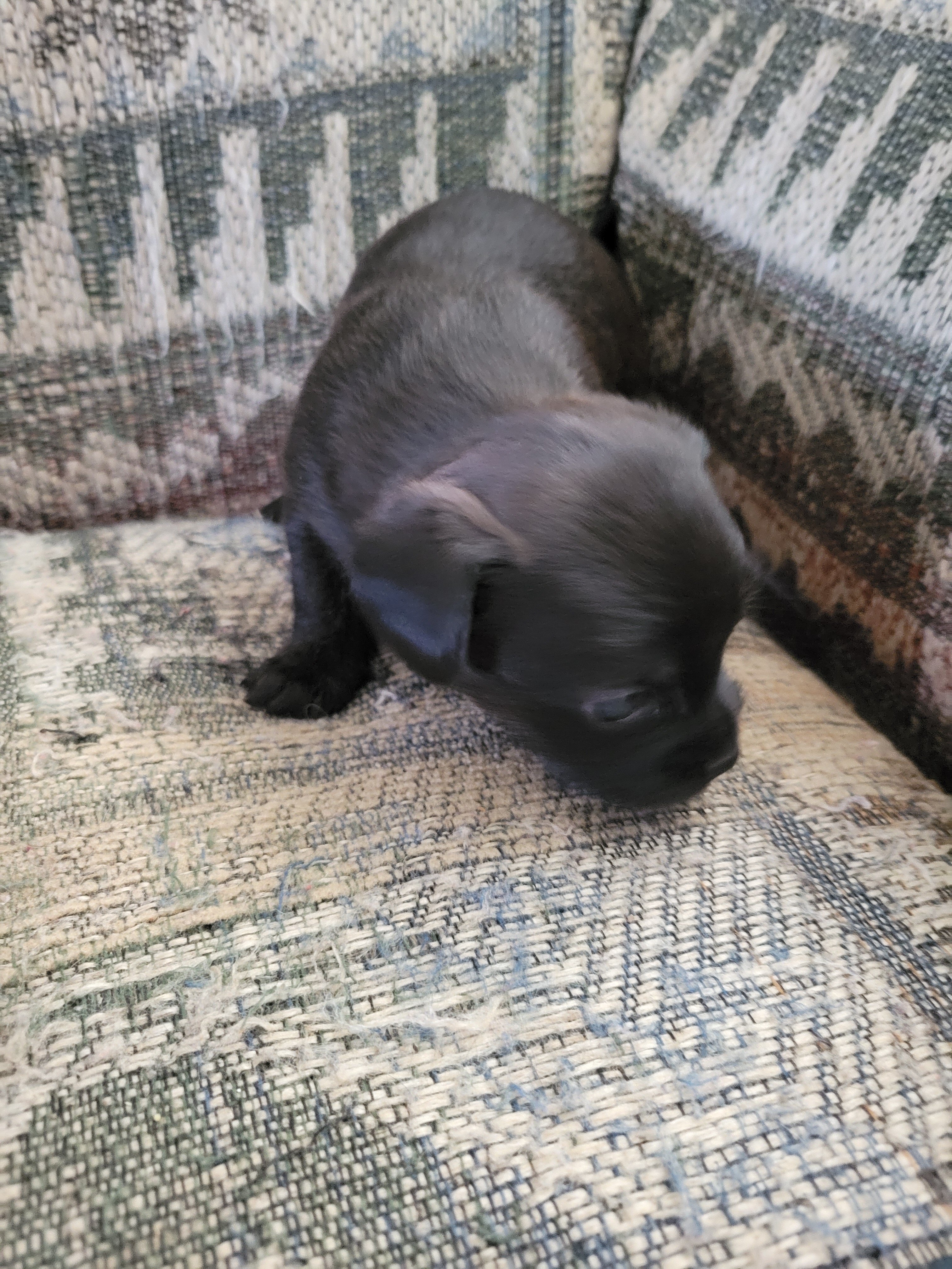 Shihtzu mix puppies image 8