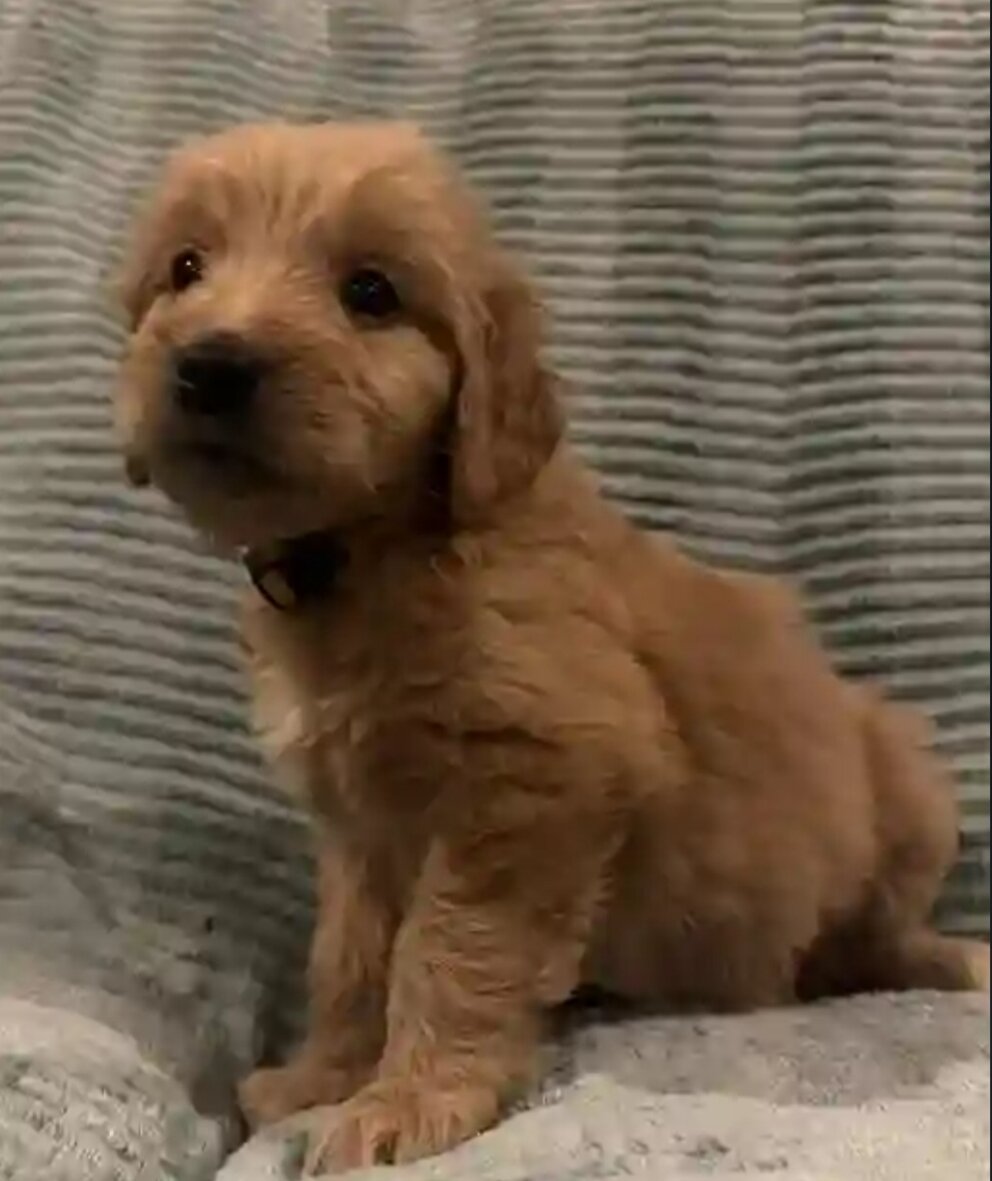 Golden doodle puppy image 4