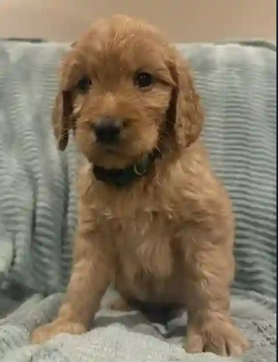 Golden doodle puppy image 3
