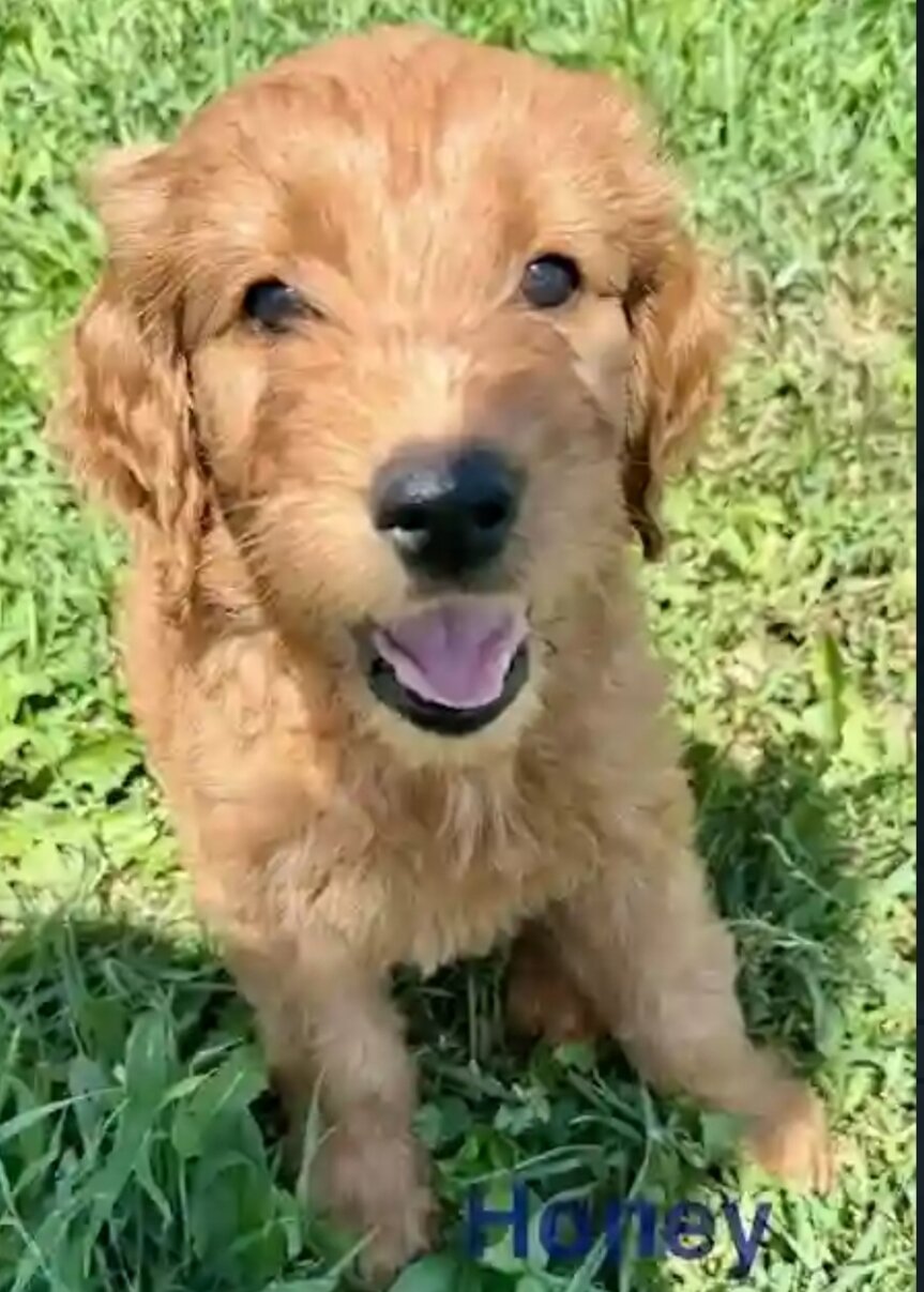Golden doodle puppy image 2