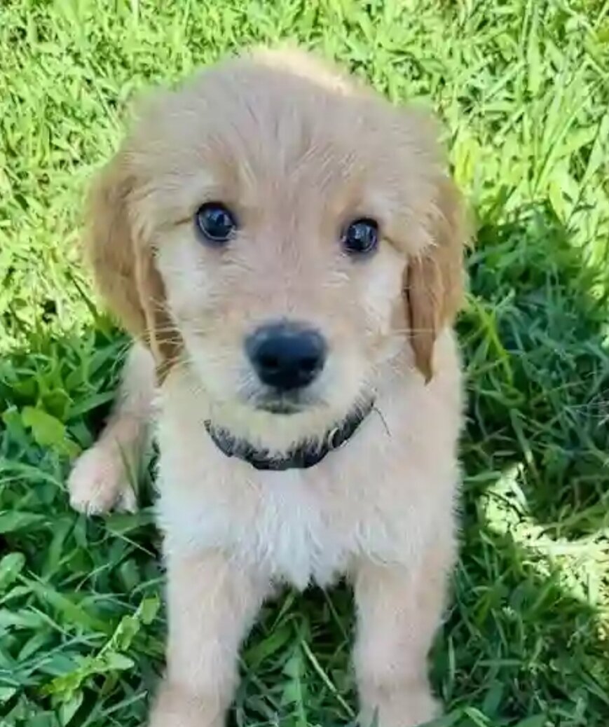 Golden doodle puppy image 1