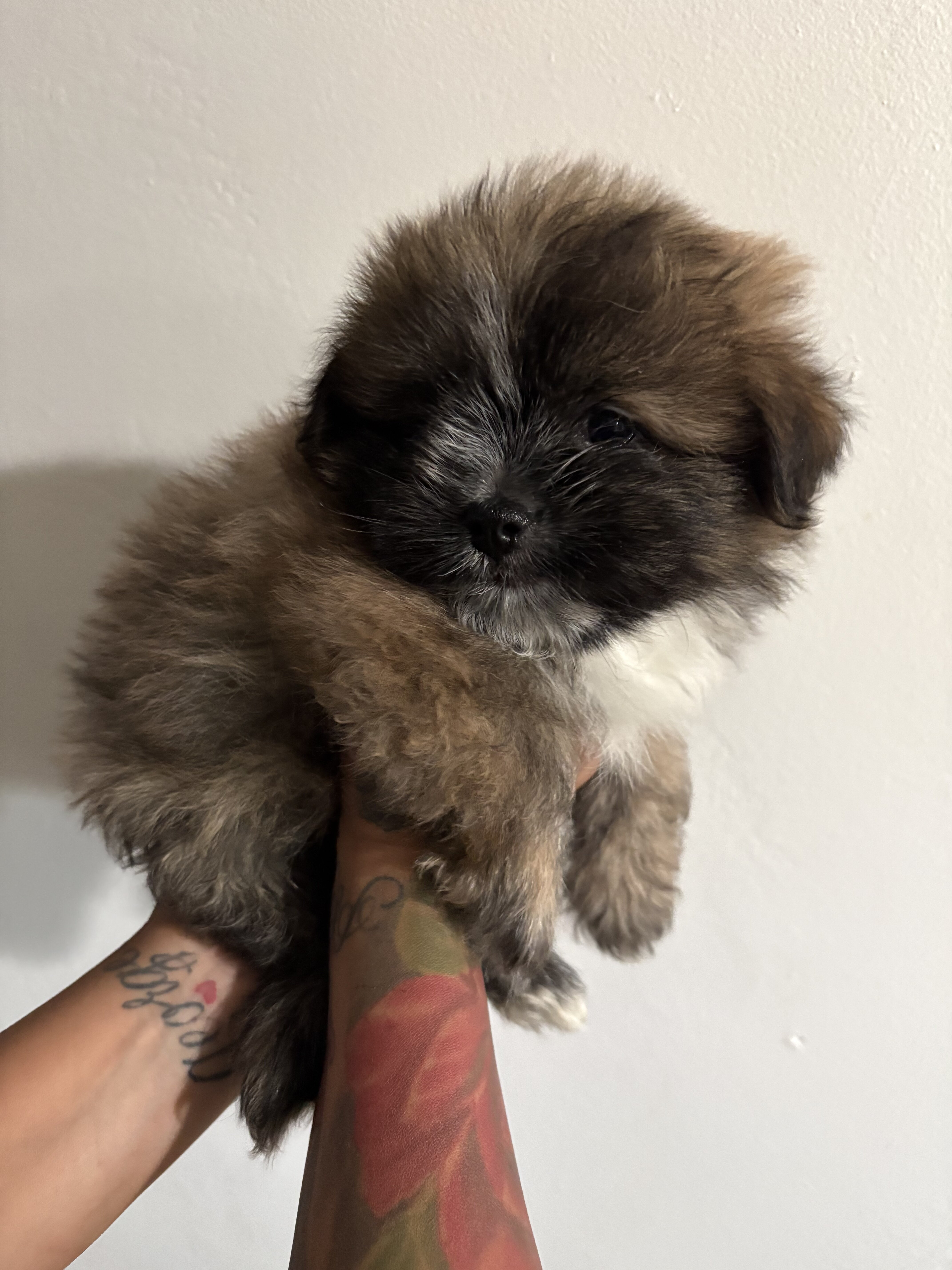 Pomeranian shih tzu image 4