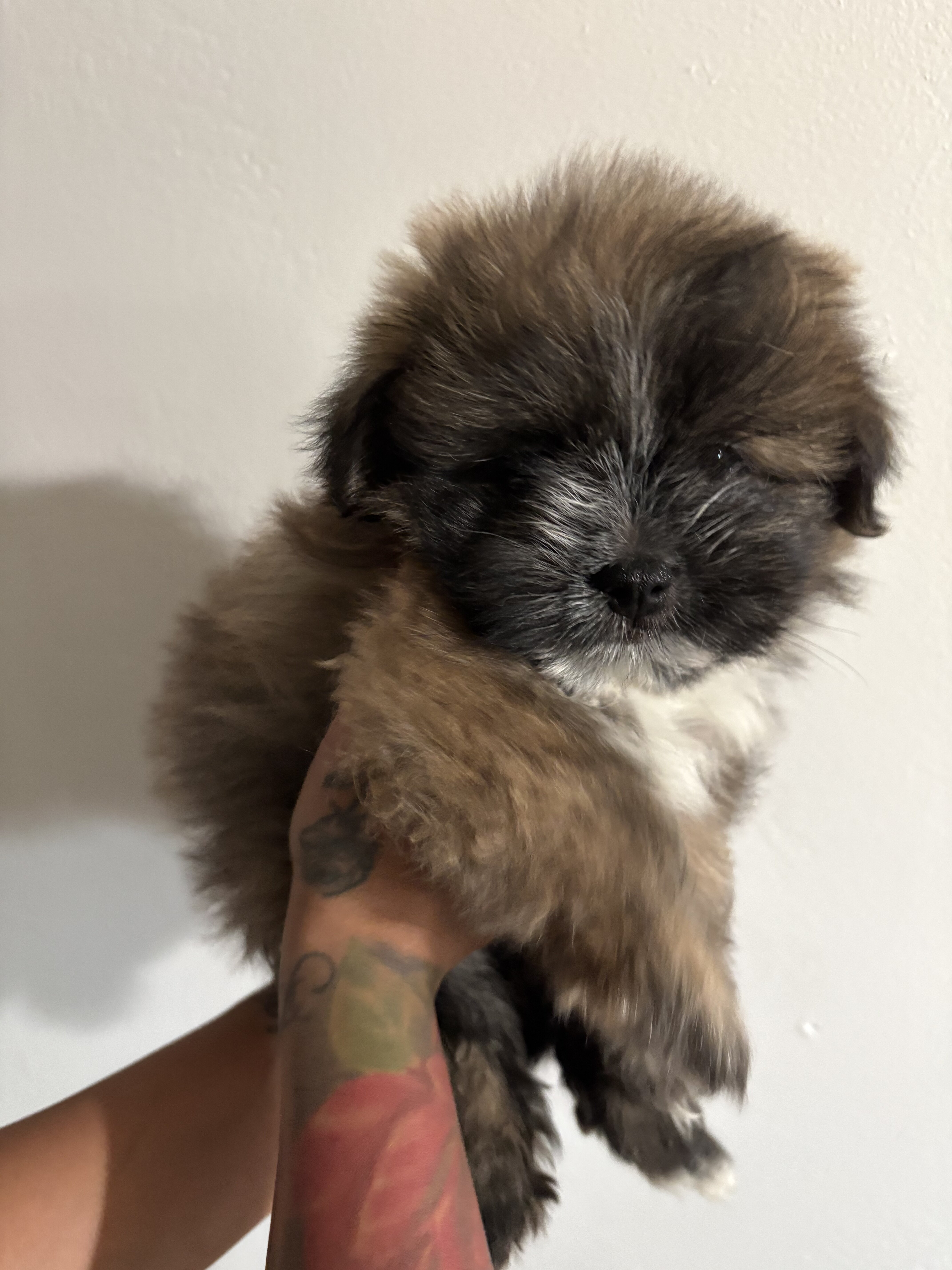 Pomeranian shih tzu image 3