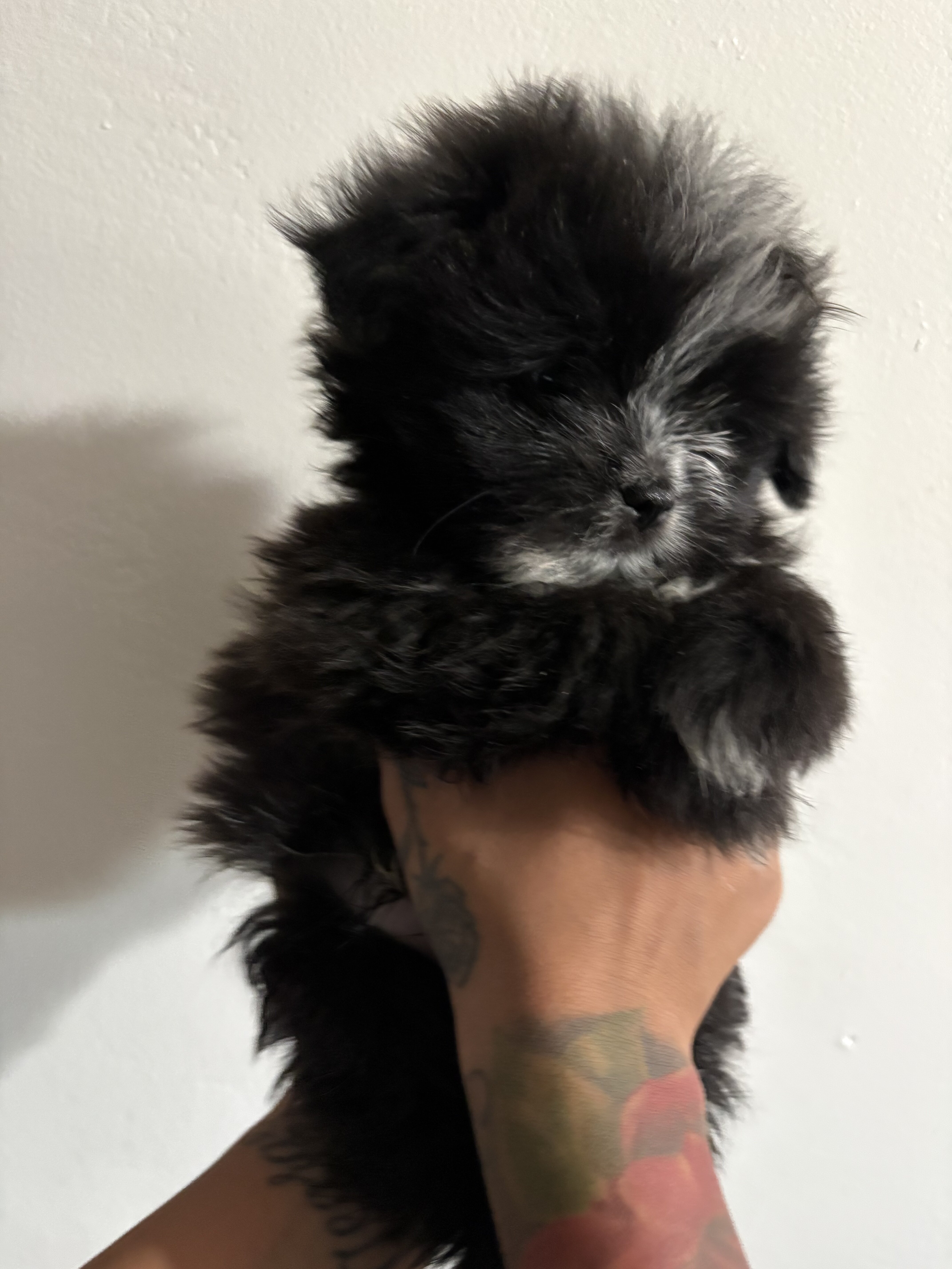Pomeranian shih tzu image 2