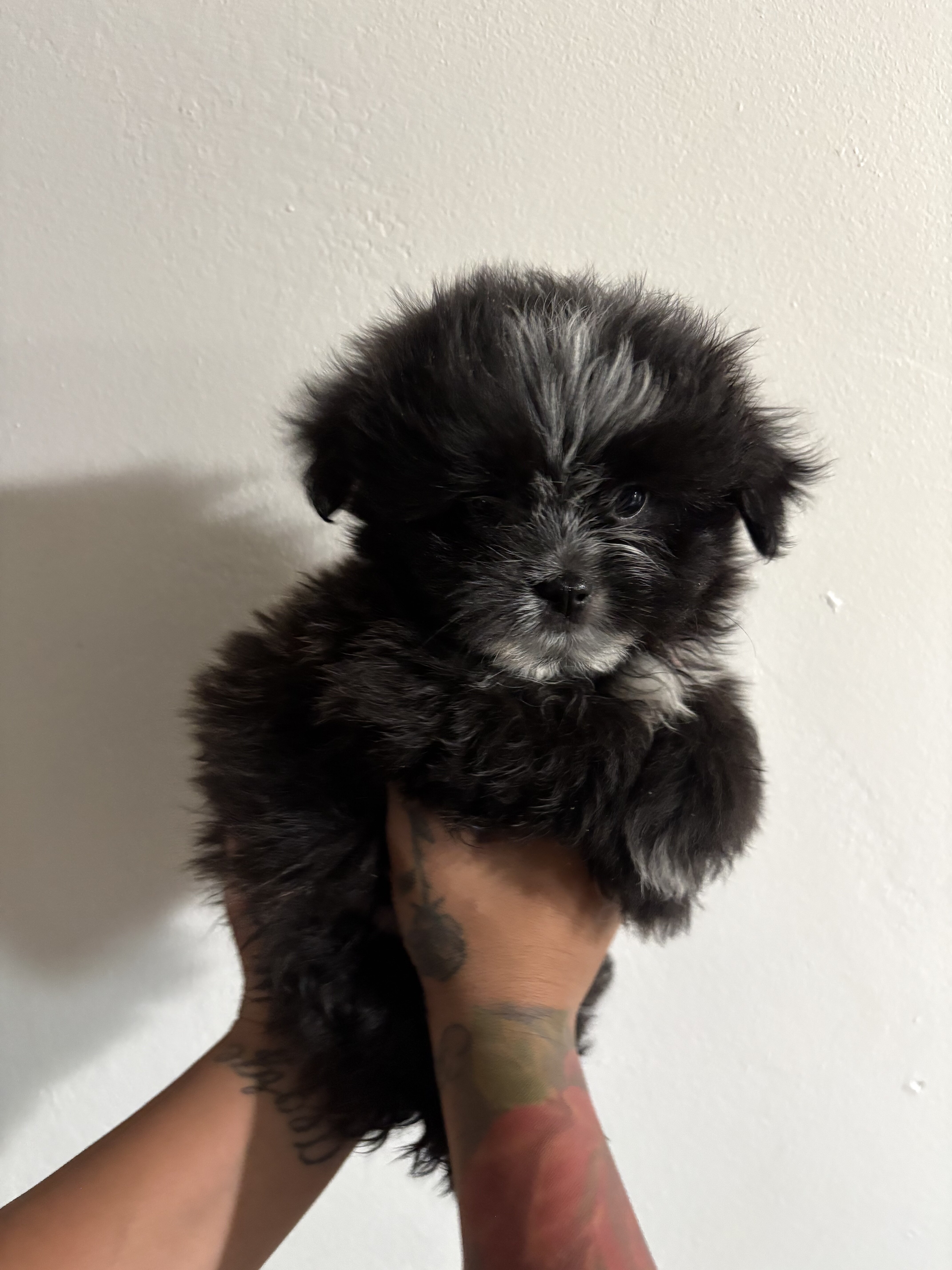 Pomeranian shih tzu image 1