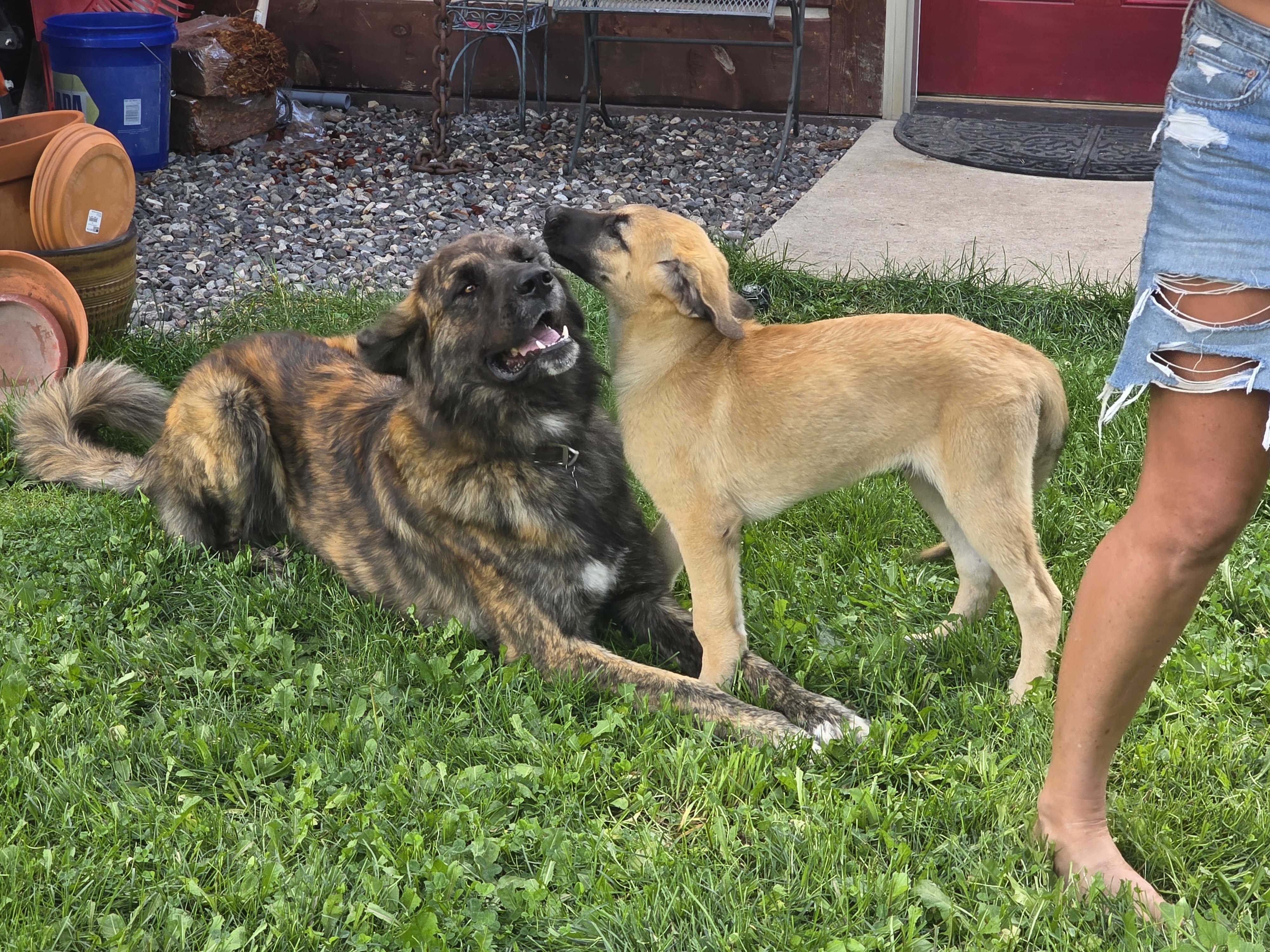 Friendly Anatolian / Leonberger / Kangal Puppy image 4