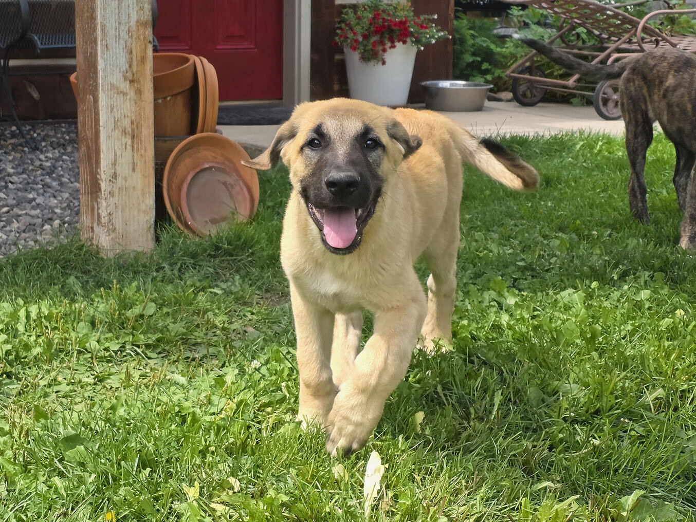 Friendly Anatolian / Leonberger / Kangal Puppy image 1