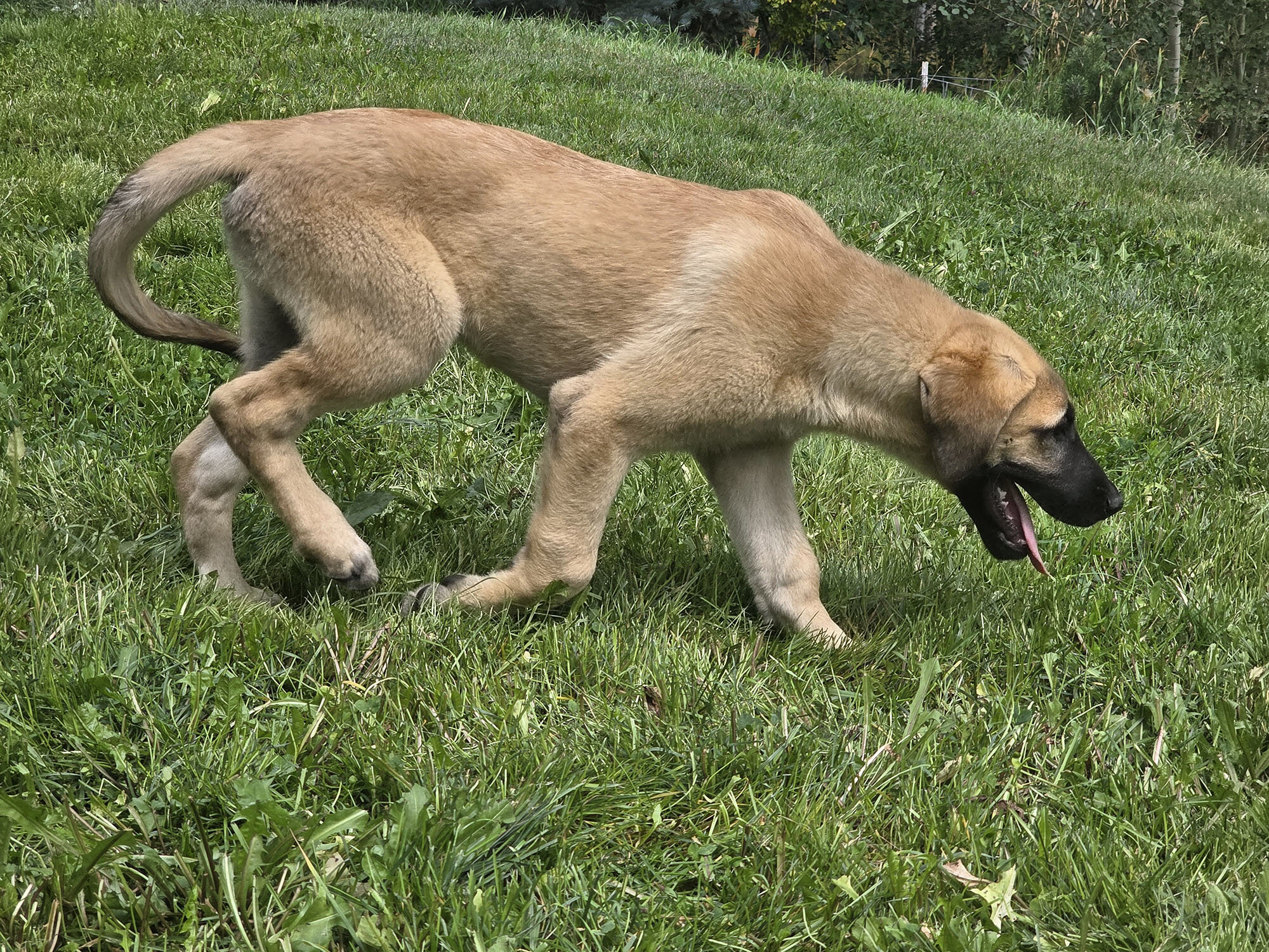Friendly Anatolian / Leonberger / Kangal Puppy image 3