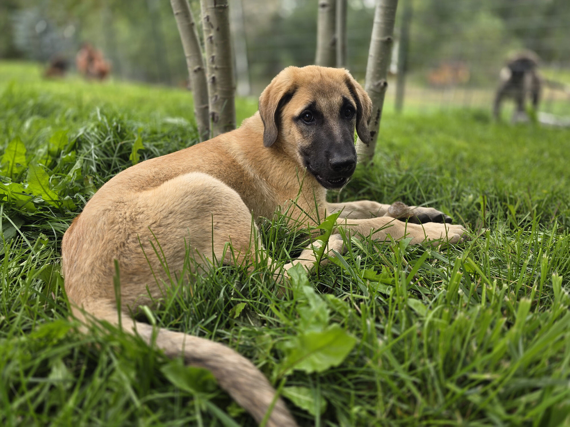 Friendly Anatolian / Leonberger / Kangal Puppy image 2