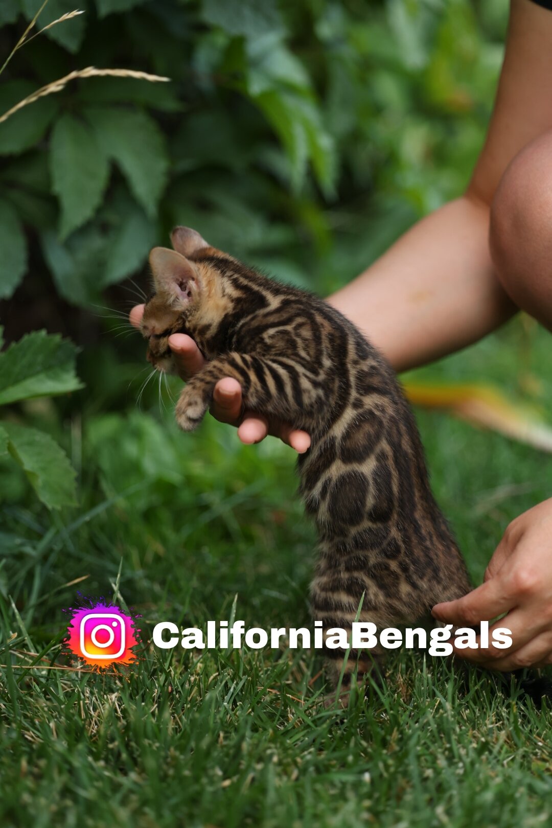 Bengal kitten image 2