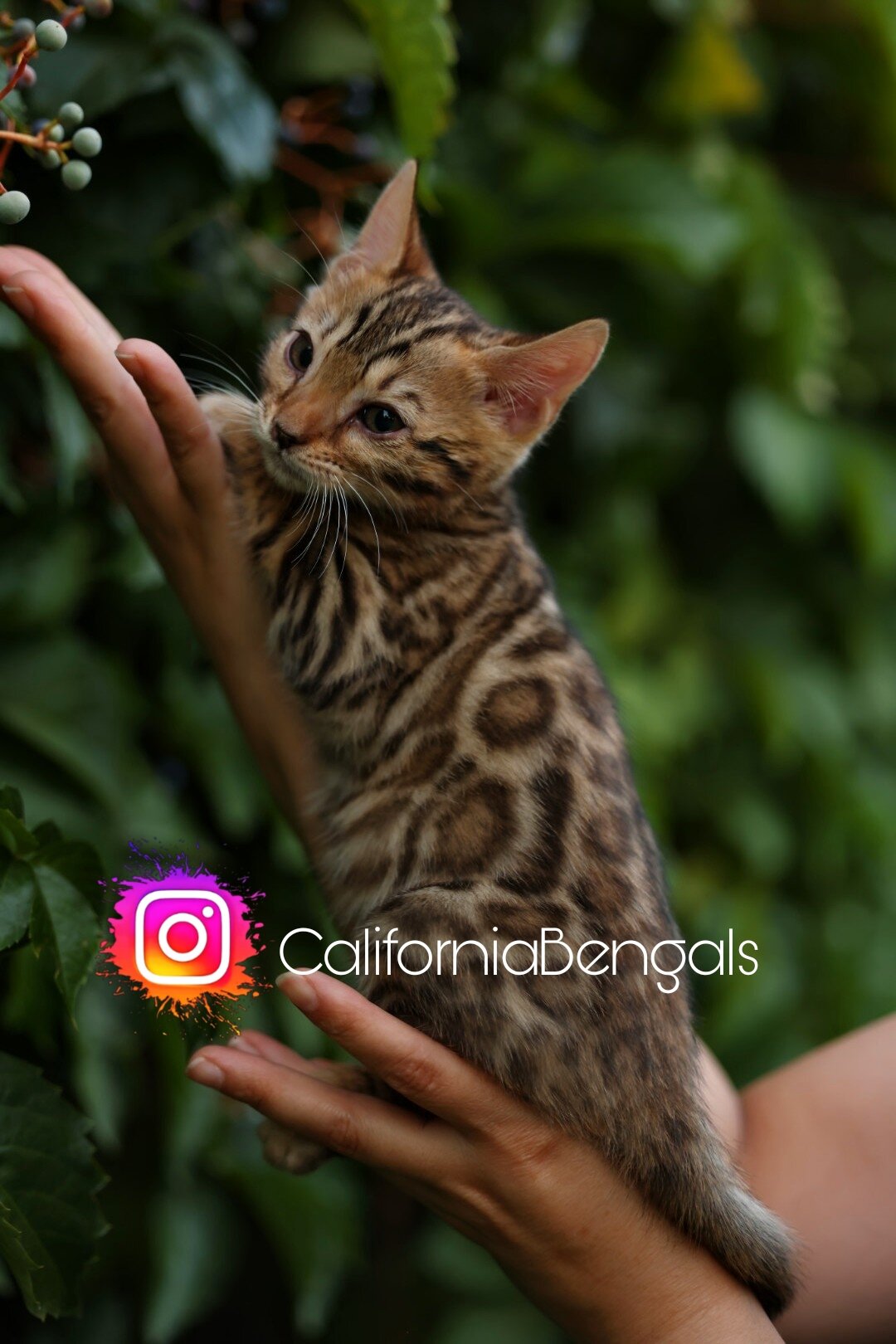 Bengal kitten image 1
