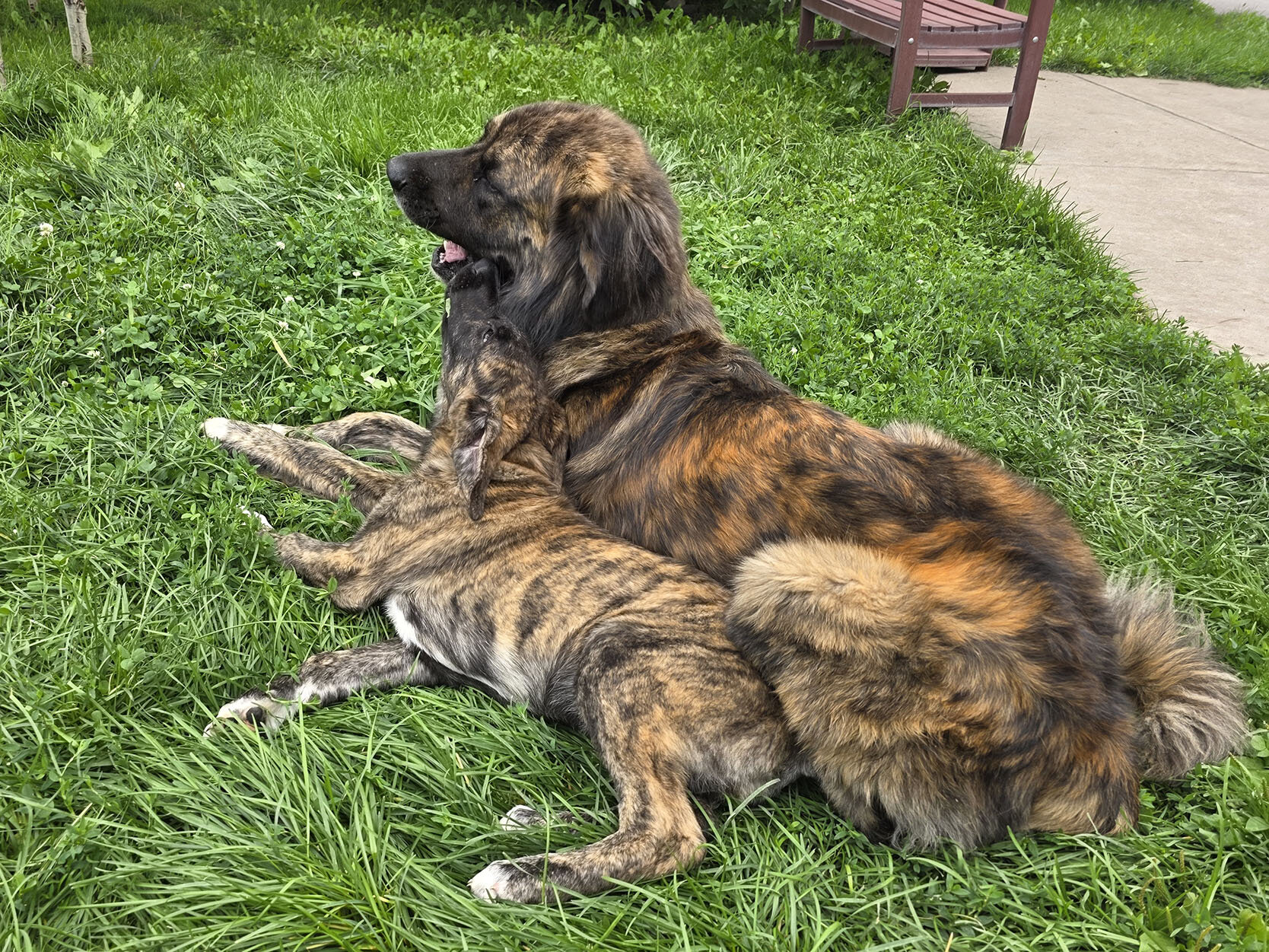 Friendly Anatolian / Leonberger / Kangal Puppy image 5