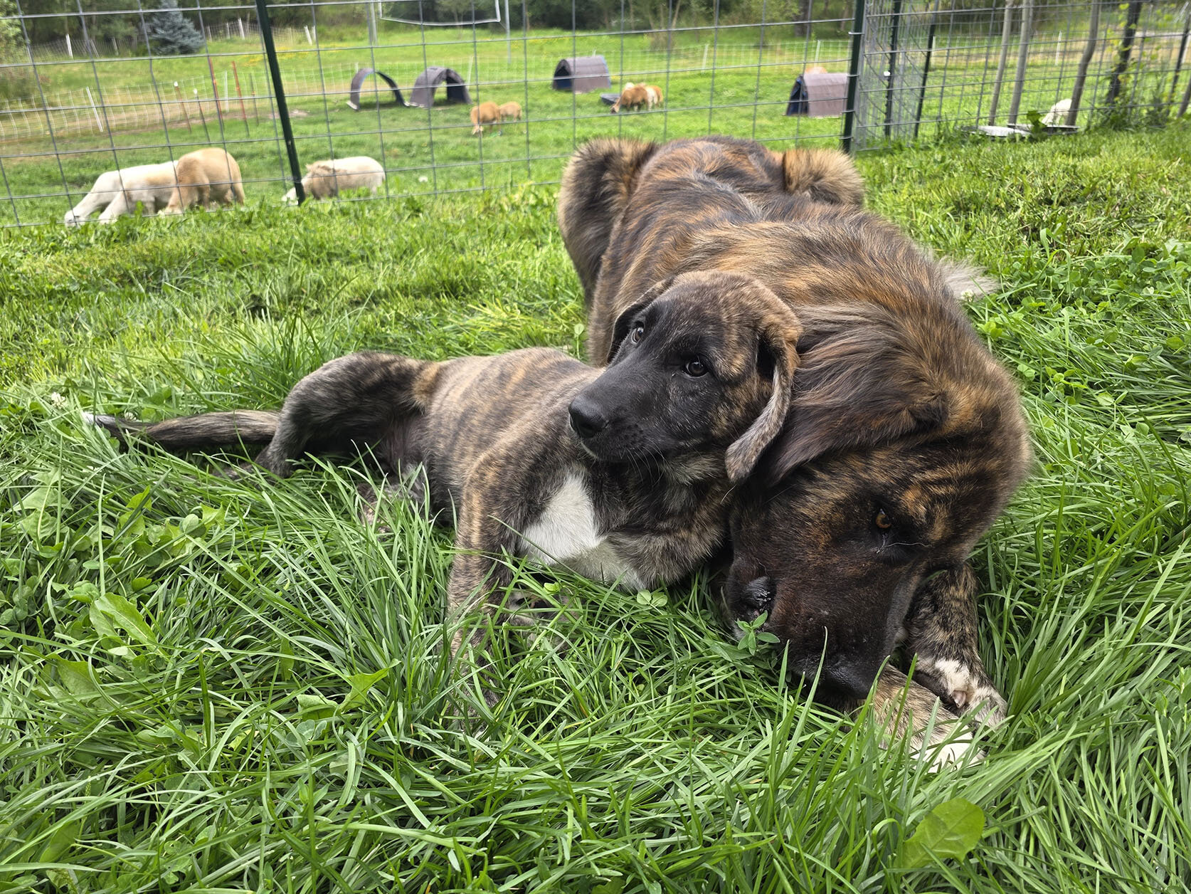 Friendly Anatolian / Leonberger / Kangal Puppy image 4