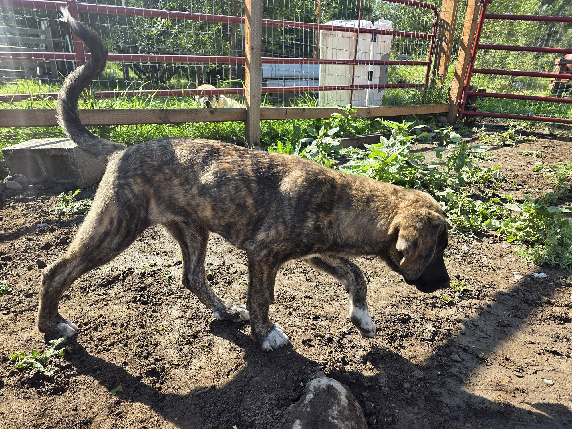 Friendly Anatolian / Leonberger / Kangal Puppy image 3