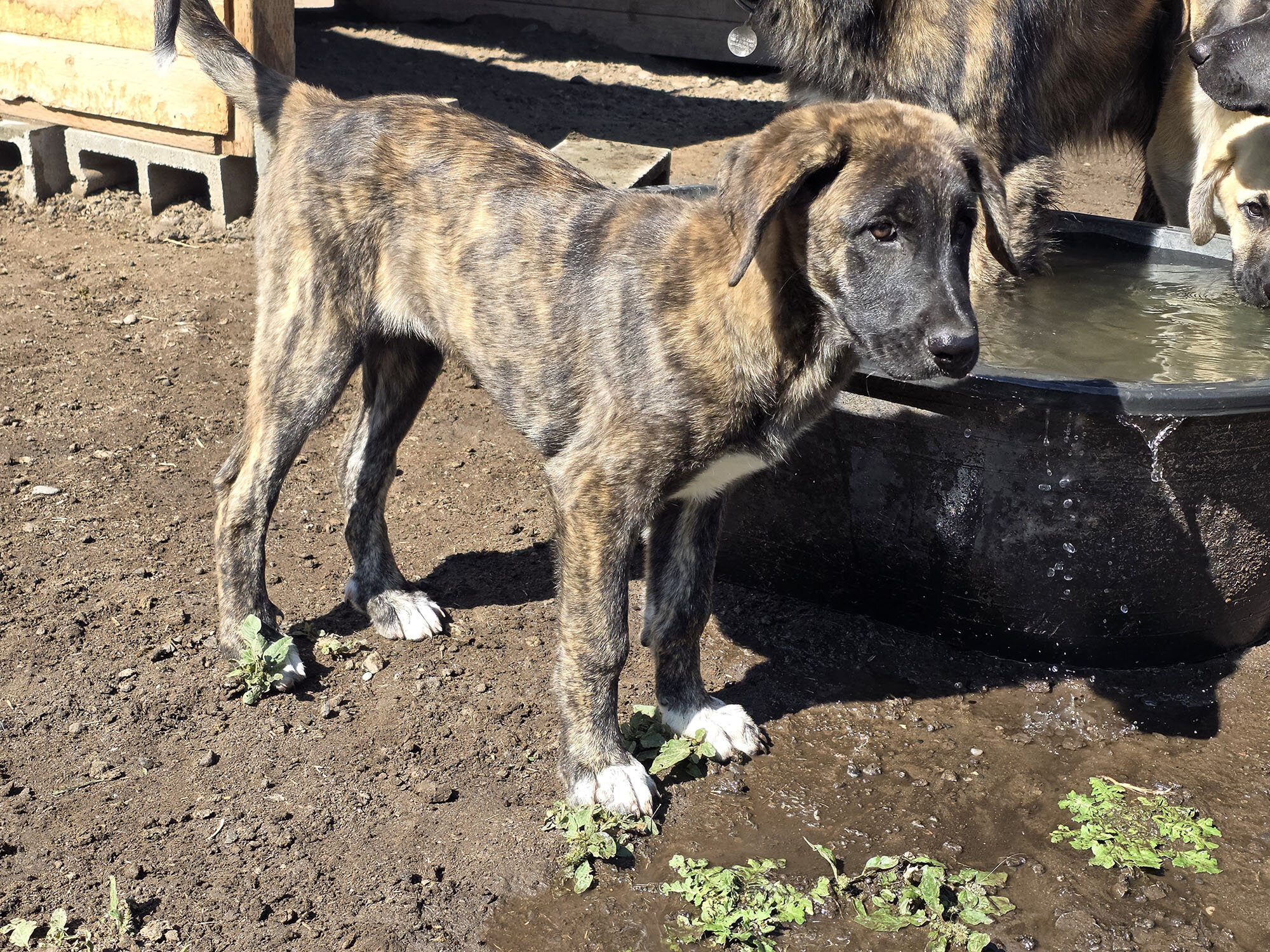 Friendly Anatolian / Leonberger / Kangal Puppy image 2